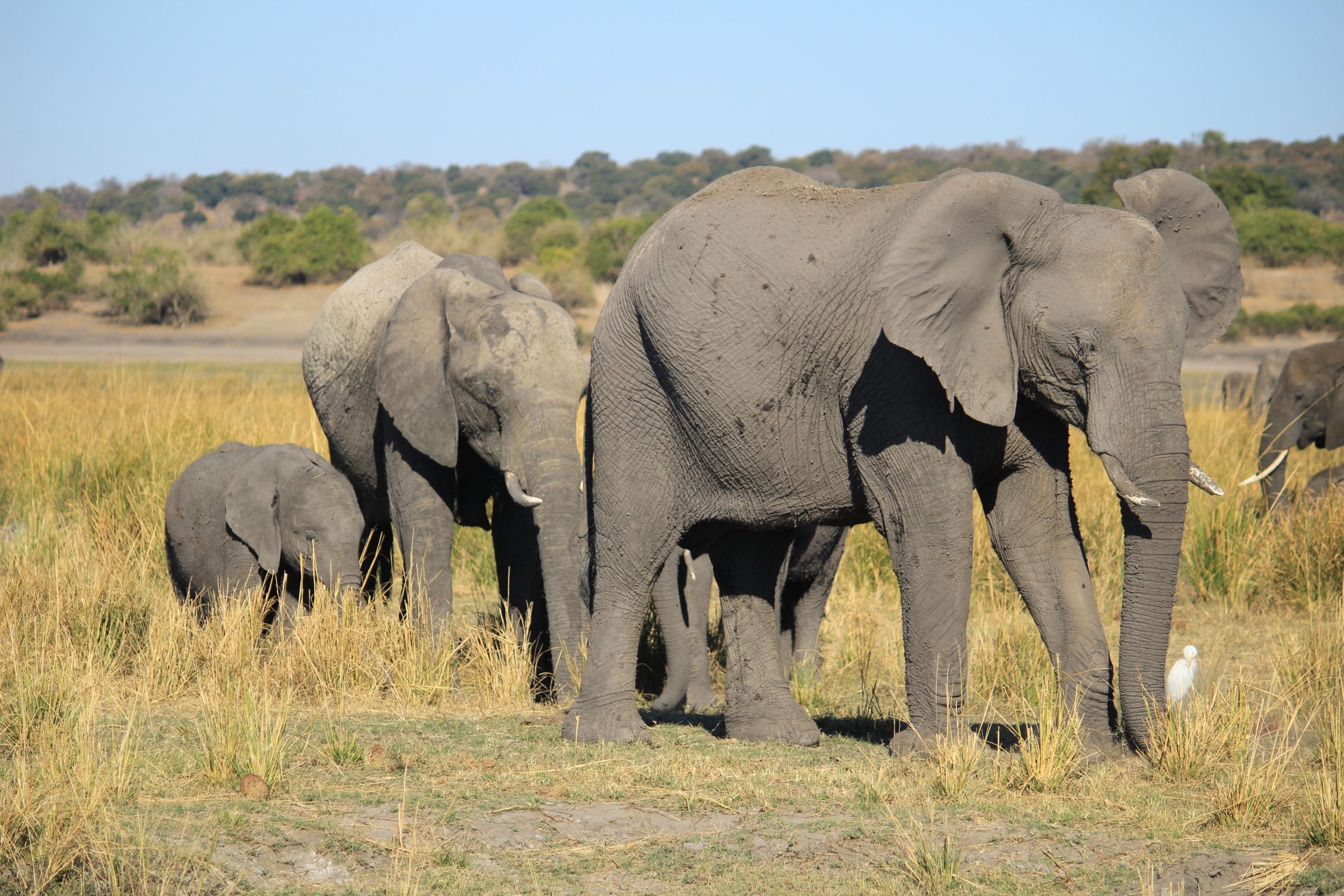 Gran familia de elefantes en el río Kwando | Parque Nacional Mudumu