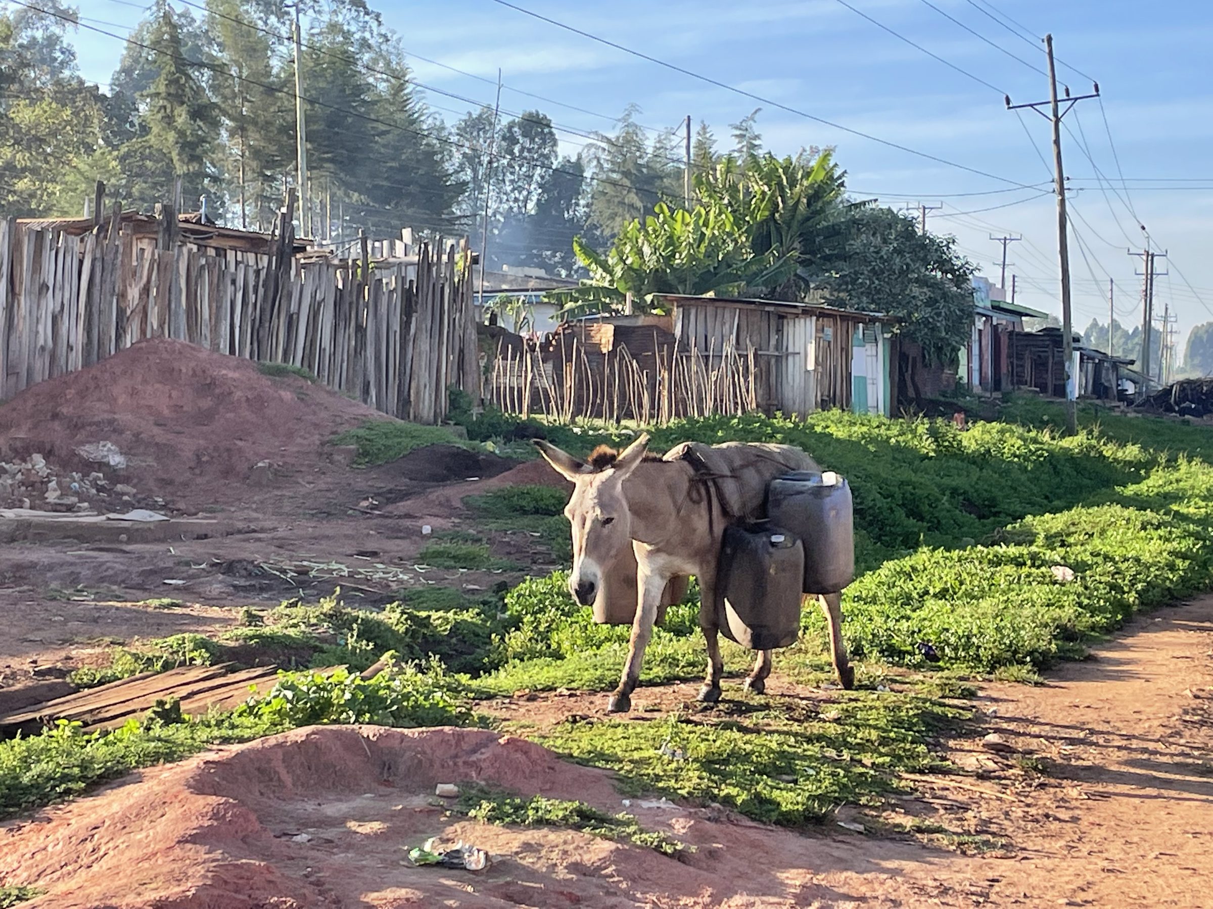 A donkey in Kenya carries water | Roadtrip Africa