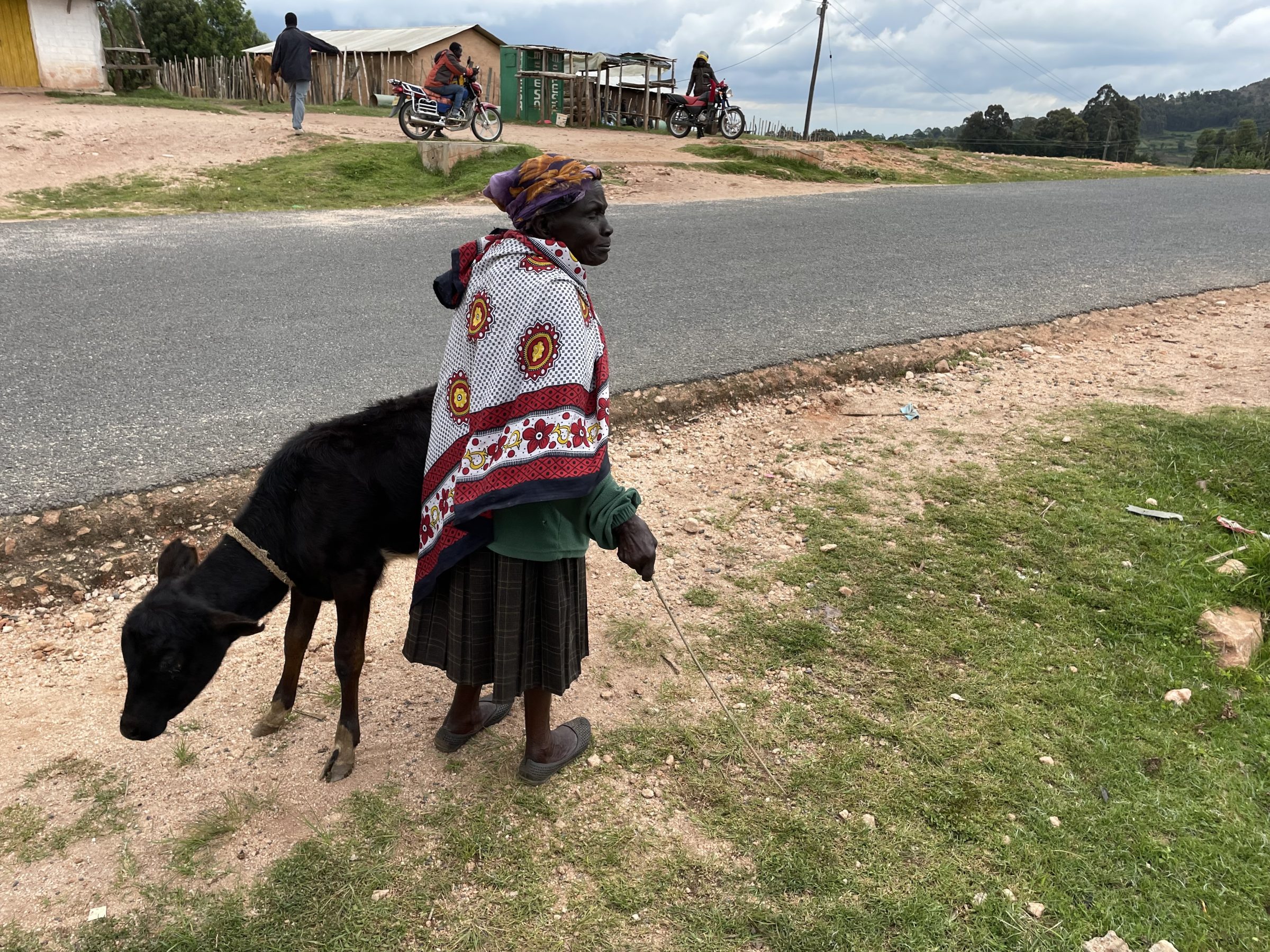 A Pokot lady at 3.200 meters with a cow