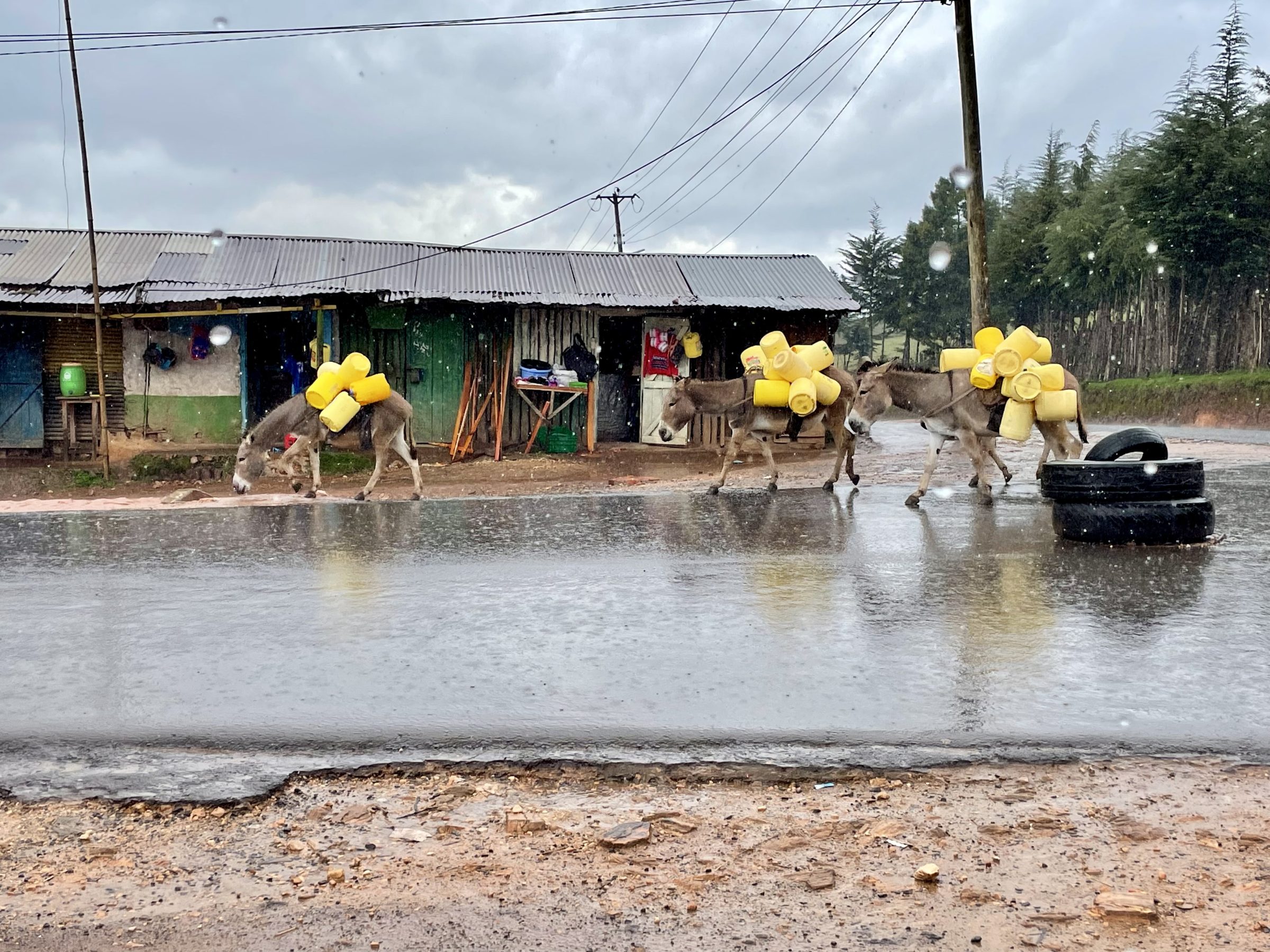 Donkeys don't mind the rain