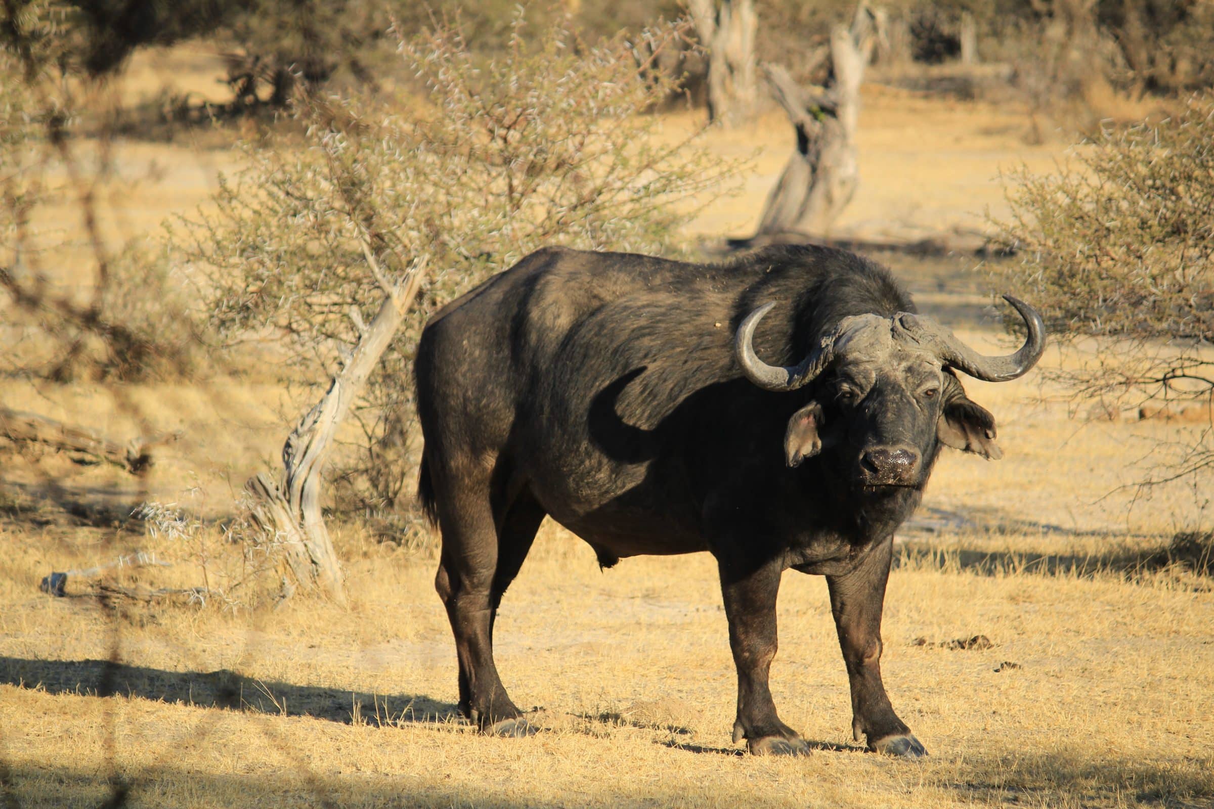 De buffel in het Mahango National Park