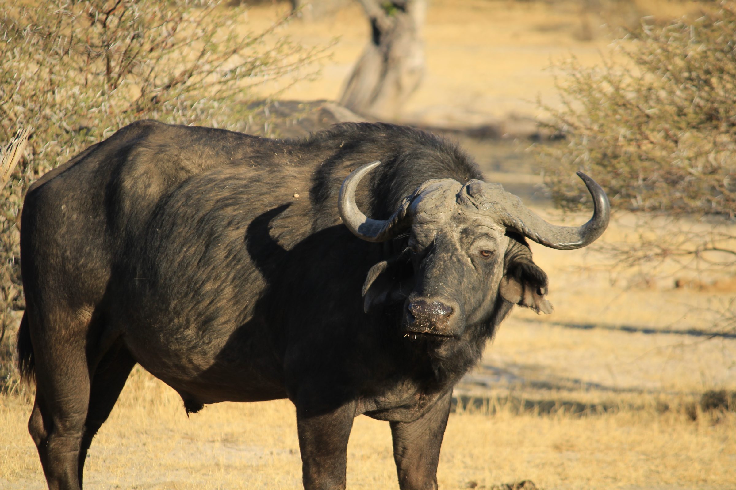 Buffels in die Bwabwata Nasionale Park