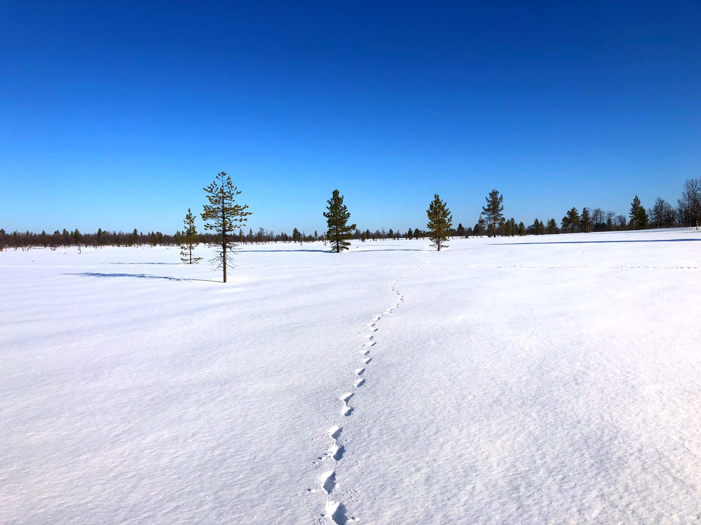 Roadtrip Lapland met 4x4 camper | Fantastisch uitzicht