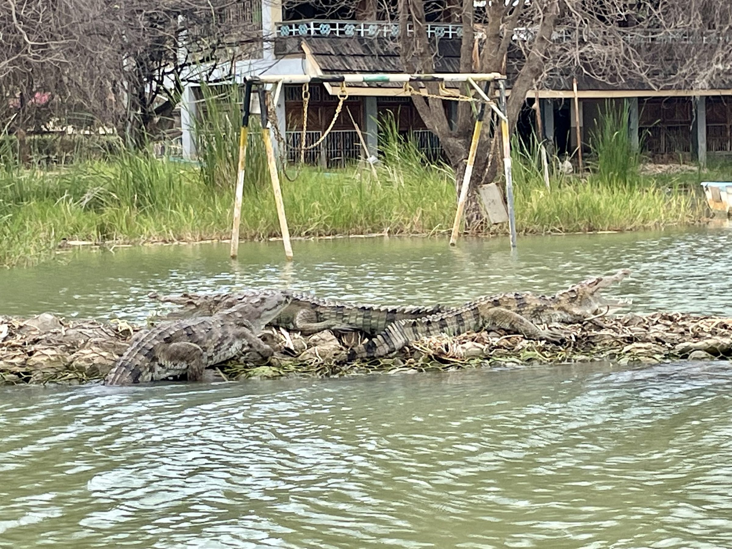 Twee krokodillen voor Soi Safari Lodge, Lake Baringo