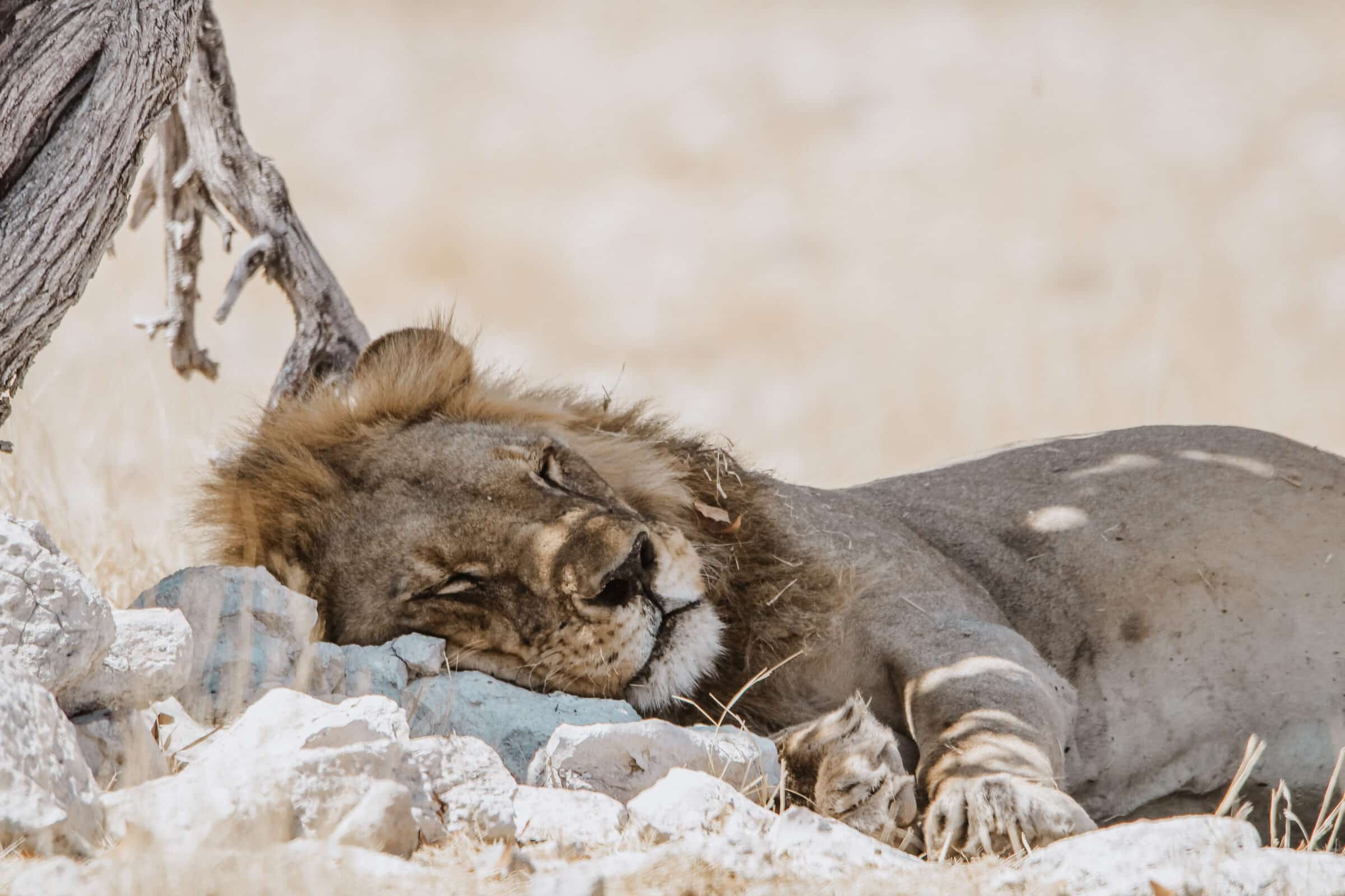 Śpiący lew w Parku Narodowym Etosha