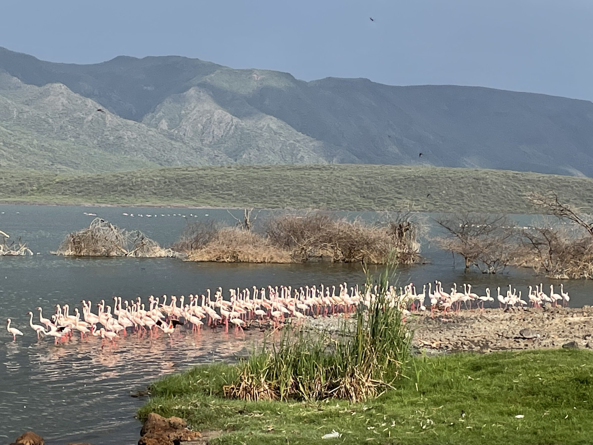De overgebleven kolonie flamingo's bij de geiser