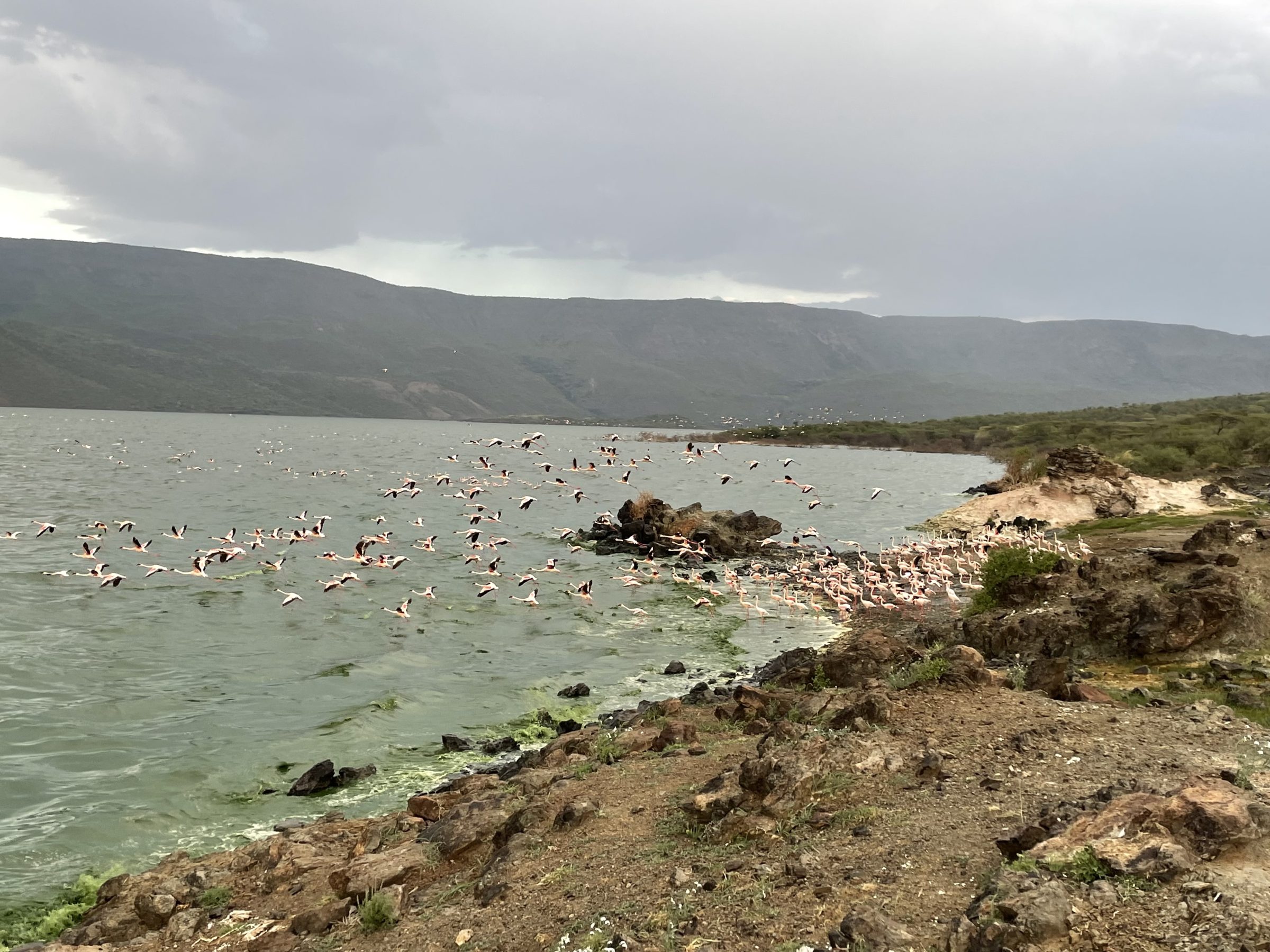 De overgebleven flamingo's in 2021 i het gifgroene water