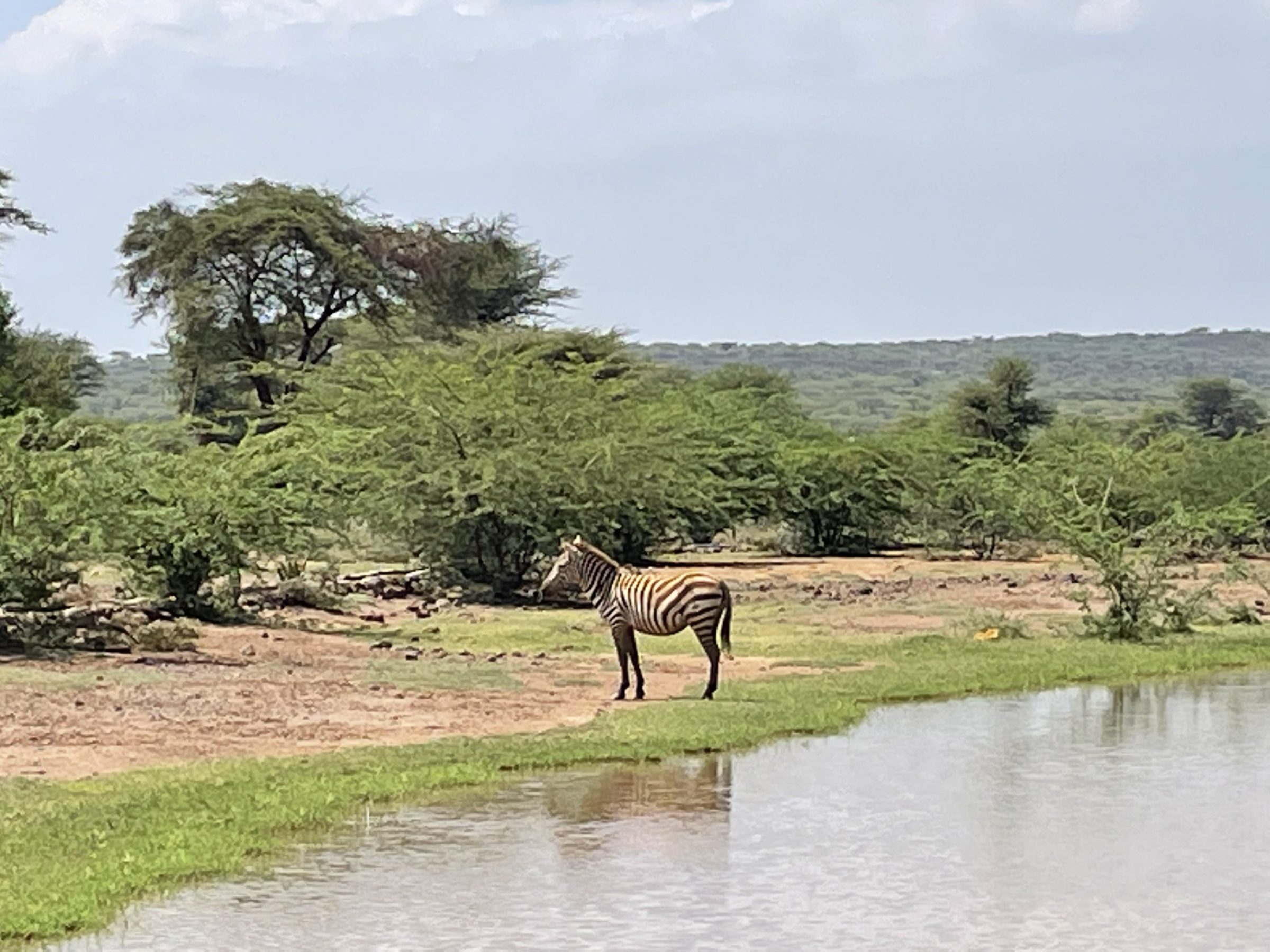 Zebra's lopen overal in het moerasland voor Lake Bogoria