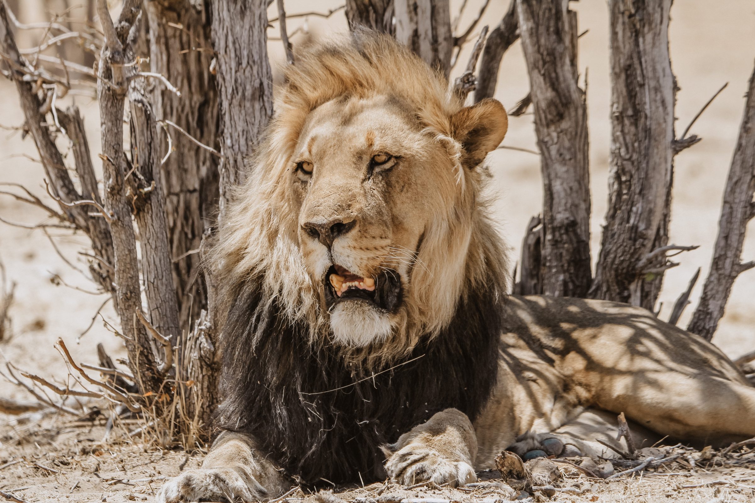 In Etosha National Park zijn er veelvuldig leeuwen te vinden een van de "Big Five"