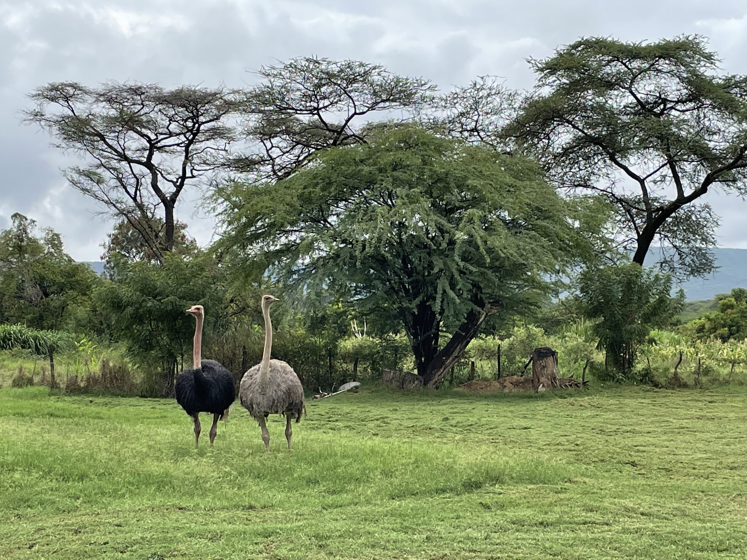 Struisvogels op het complex van Lake Bogoria Spa