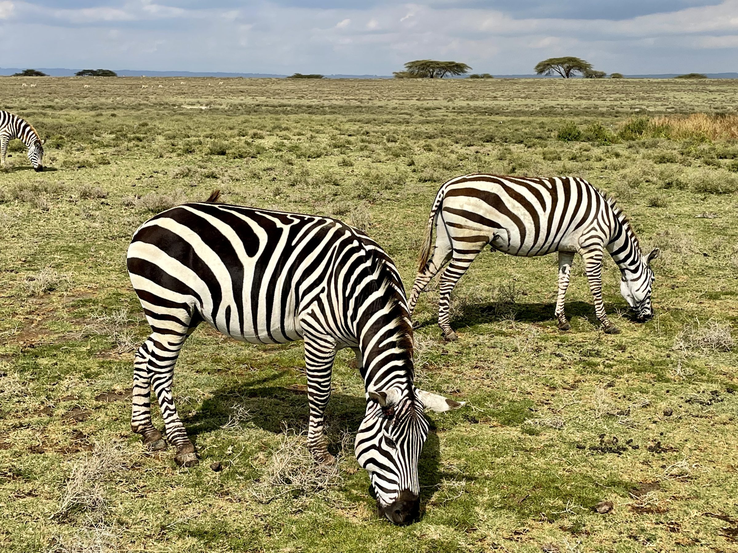 Zebra's grazen ongestoord op Crescent Island