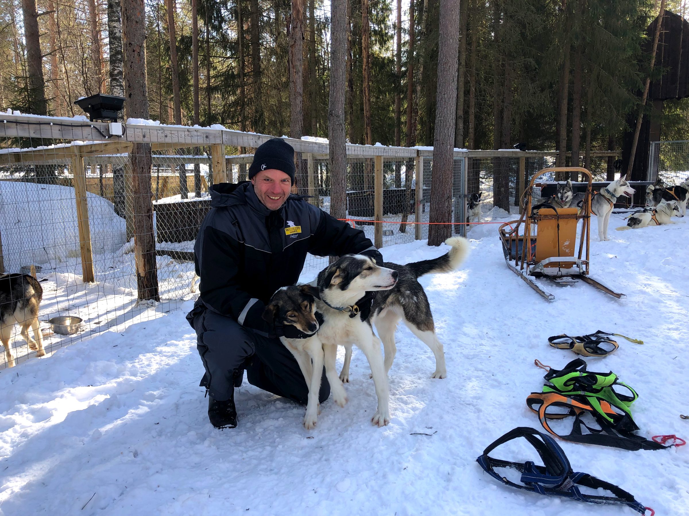 Cor with huskies in Lapland