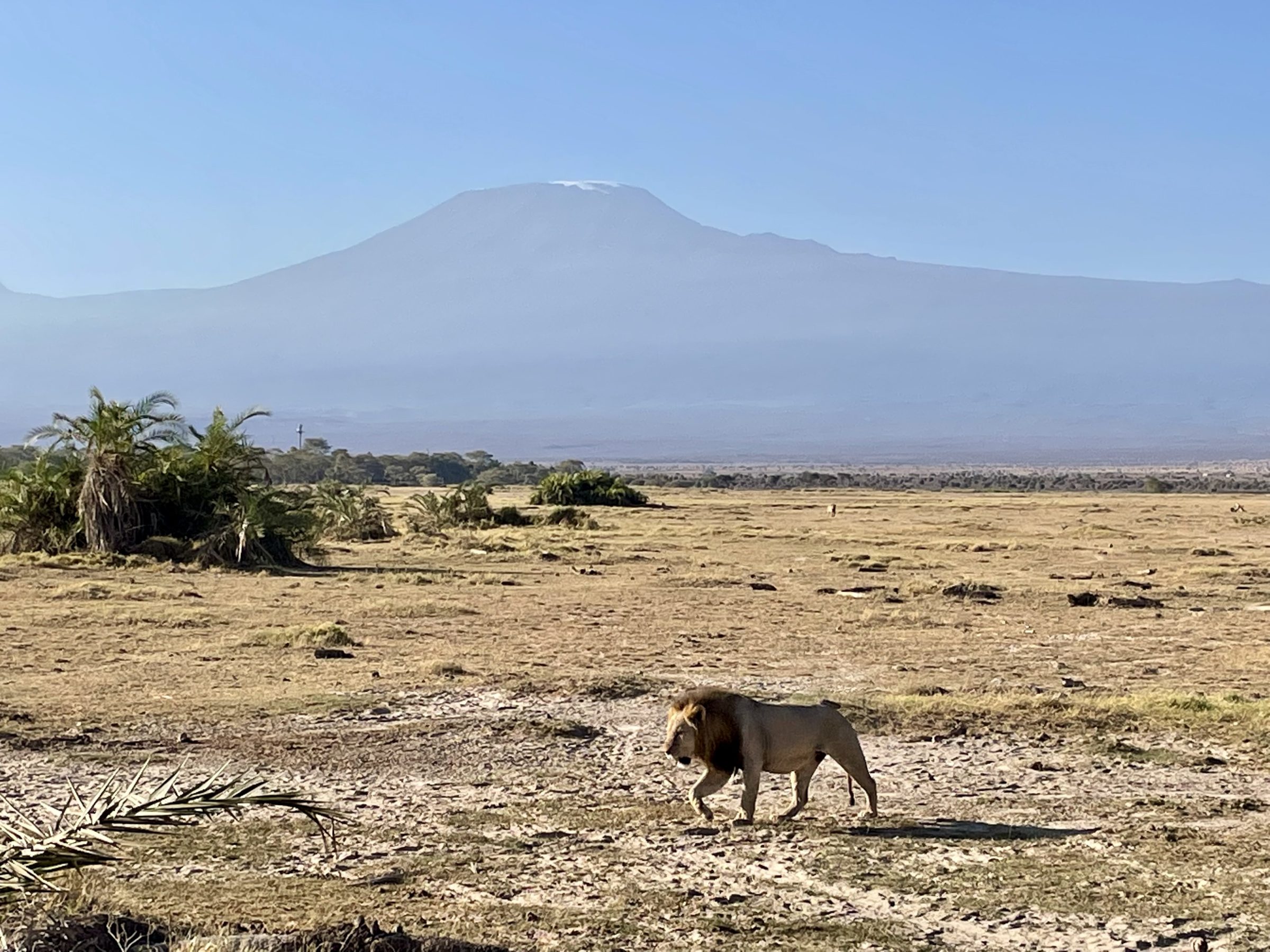 De unieke Amboseli foto: een leeuw met de besneeuwde Kilimanjaro op de achtergrond