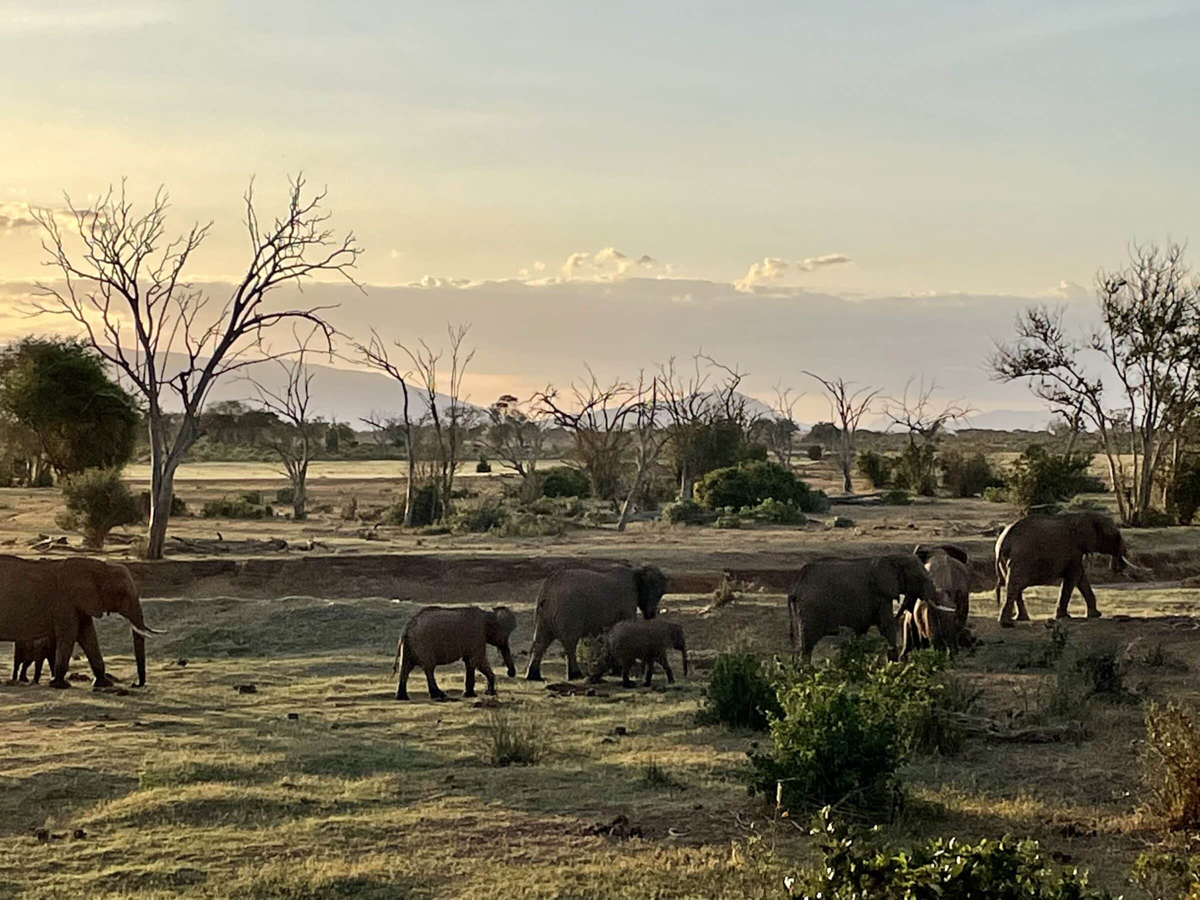 Elefanter kysser og fester ved Sentrim Tsavo East vandhul