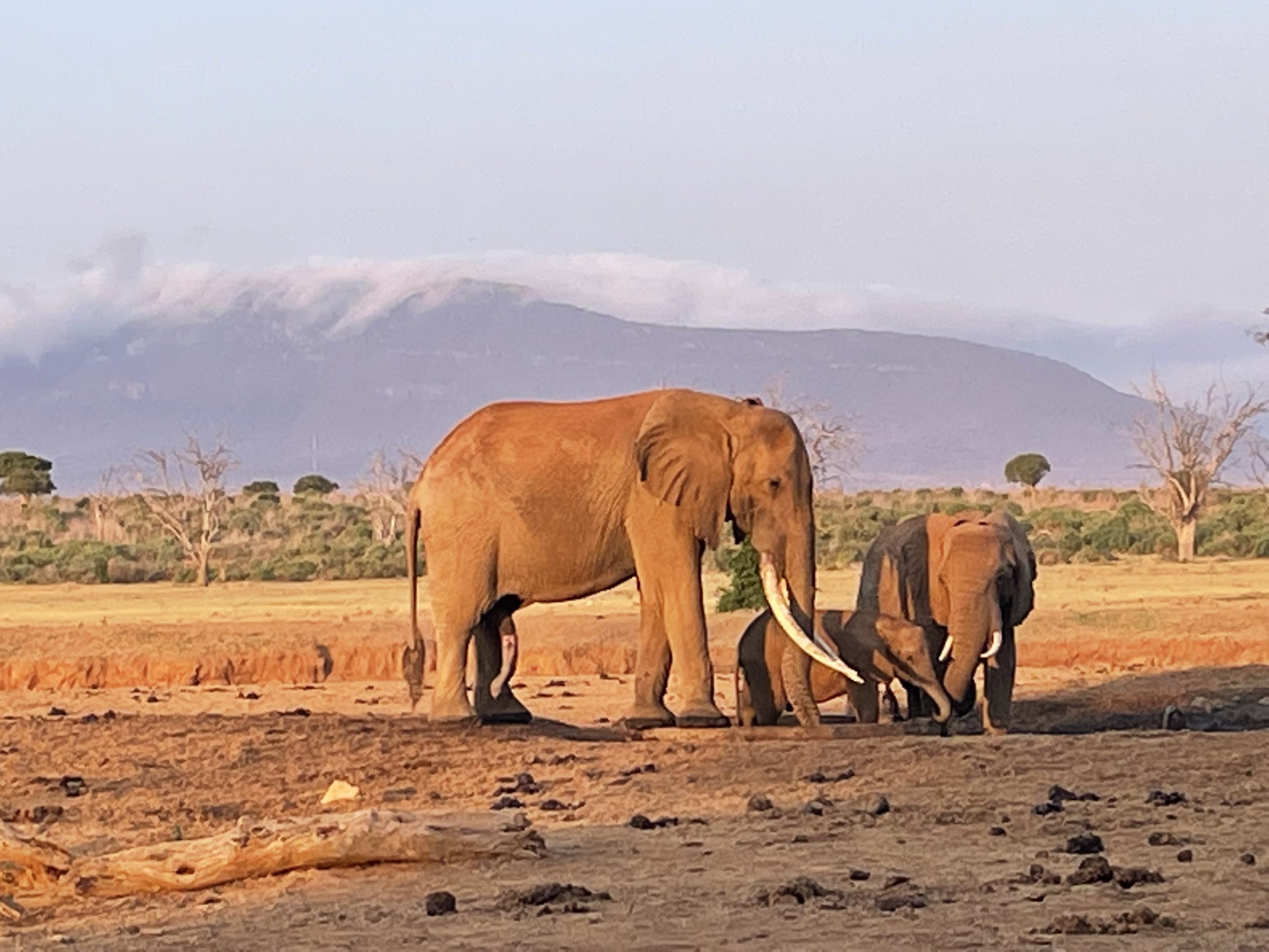 Sloni se poljubljajo in cedijo sok v vodnjaku Sentrim Tsavo East