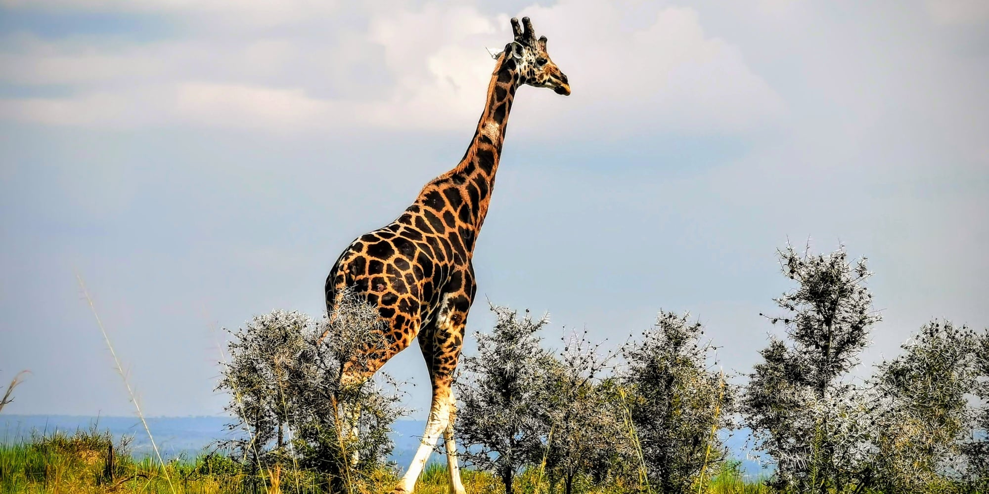 Murchison Falls National ParkRothschild giraffe (Rothschildgiraffe - Giraffa Camelopardalis Rothschildi)