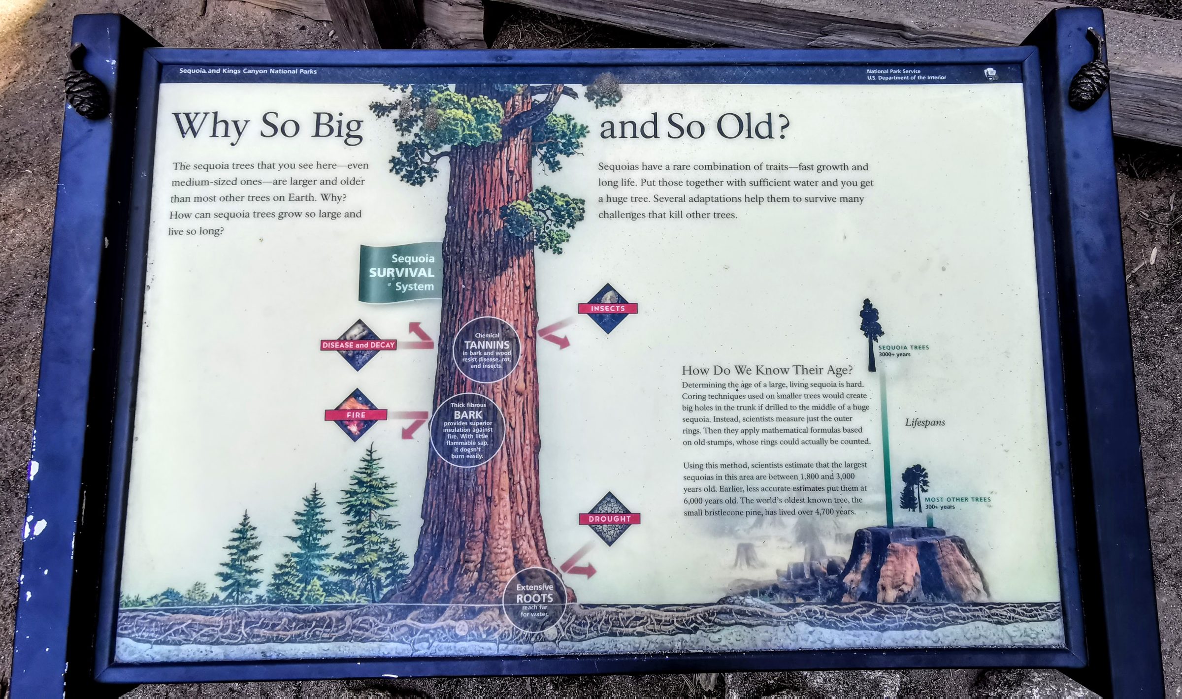 Waarom zijn Sequoia bomen zo oud en groot?