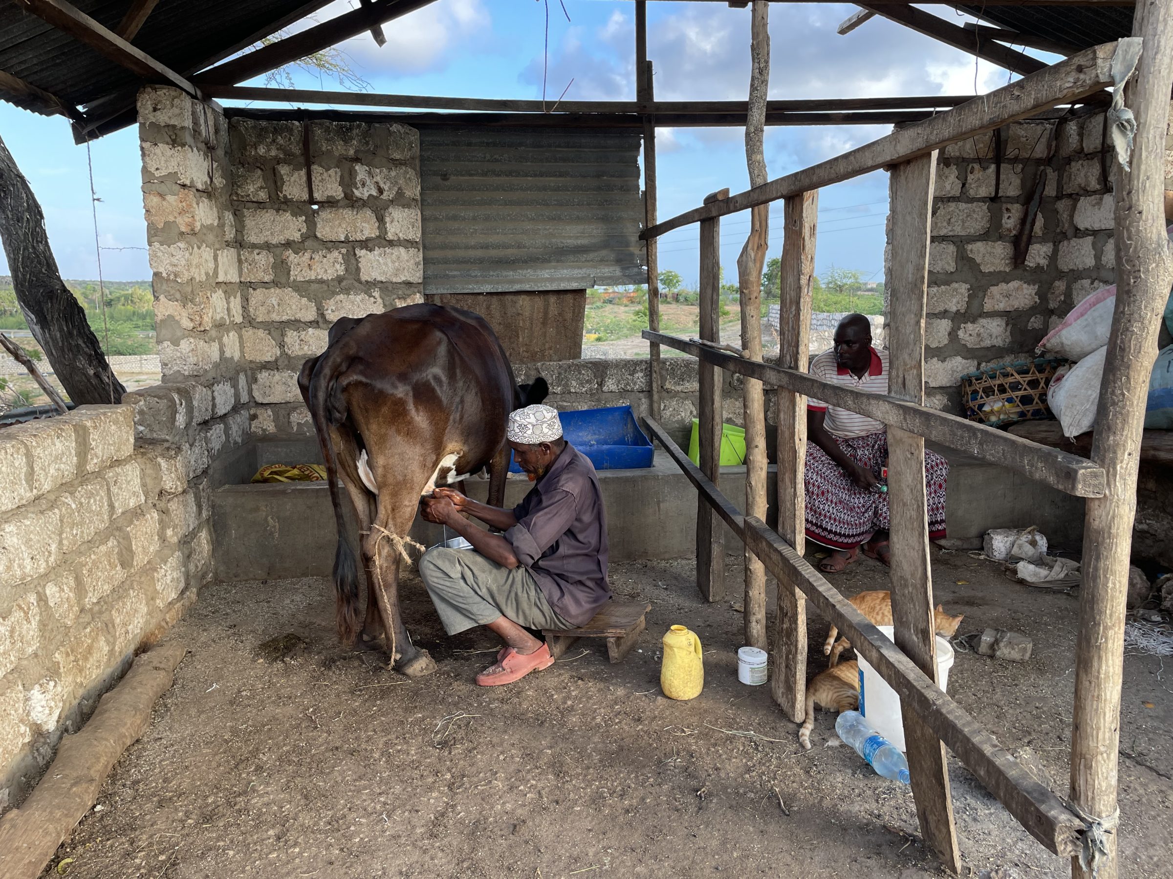 Mohamed melkt zijn koeien in Malindi, Kenia