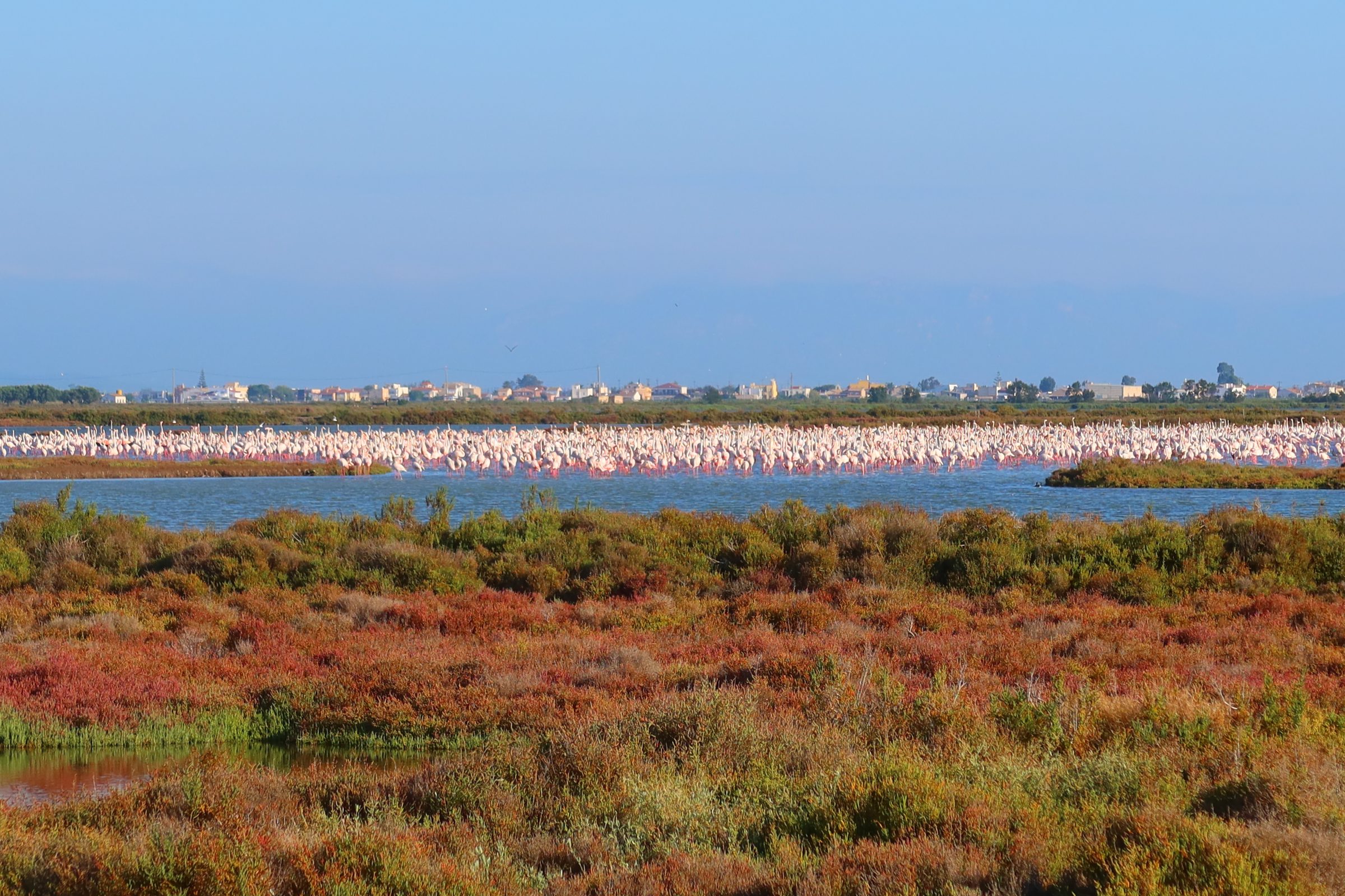 Flamingo's in Parc Natural del Delta de l'Ebre | Tips voor Oost-Spanje met de camper