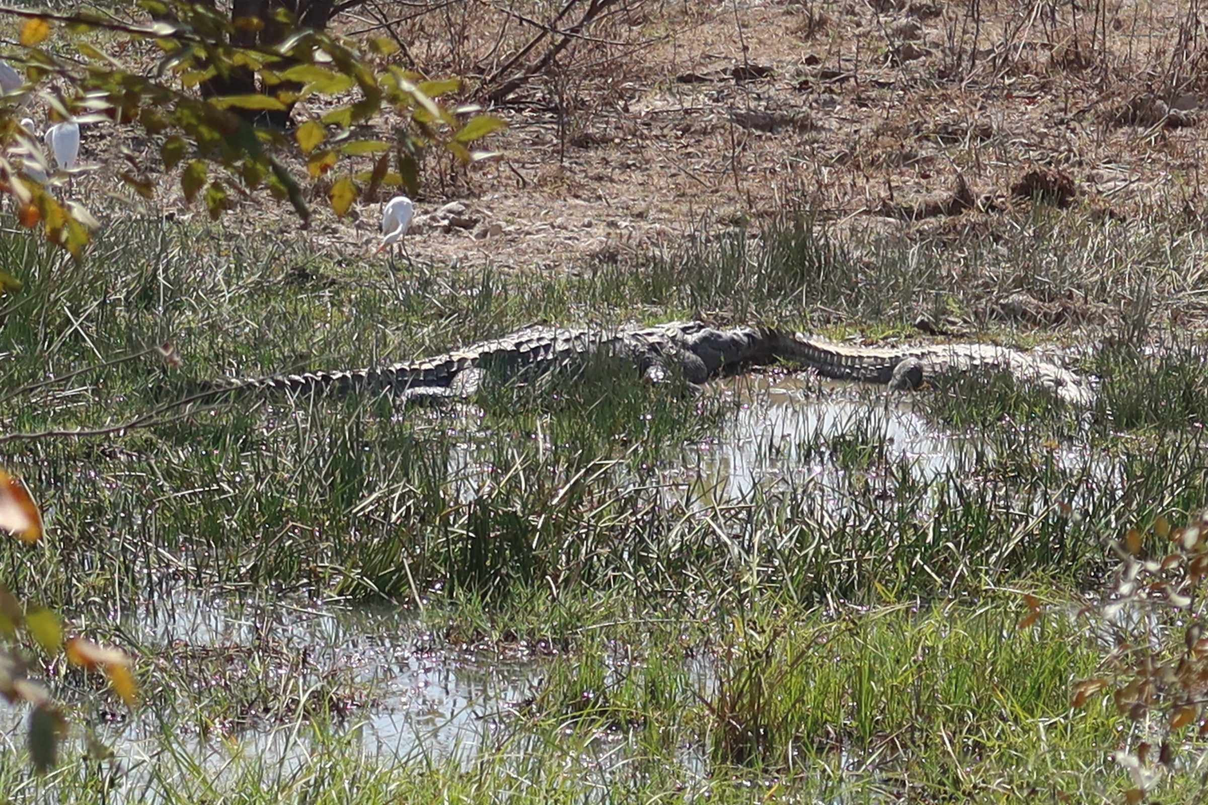 Twee krokodillen in het Mole National Park, Ghana.