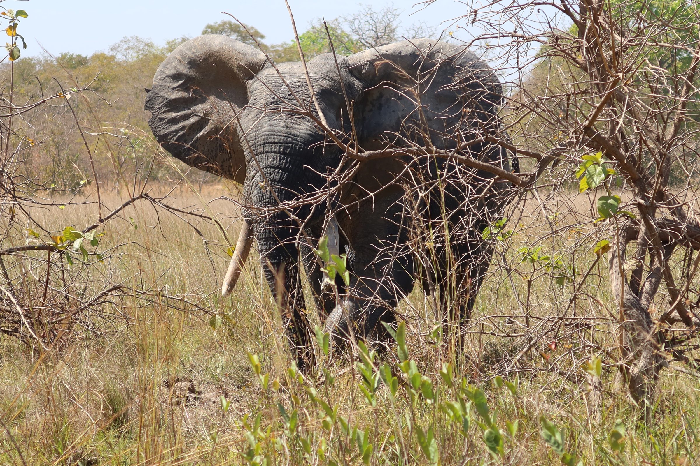 Slon v národním parku Mole v Ghaně.