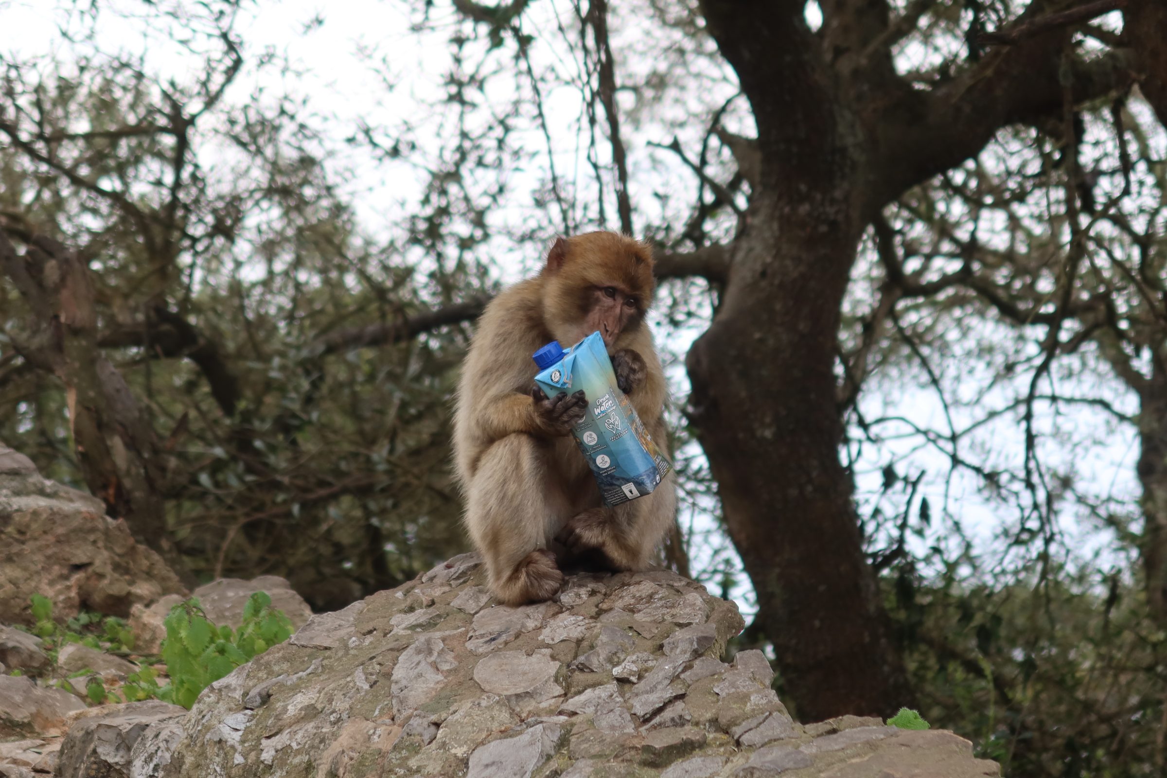 Fritgående aber på Gibraltarklippen | Autocamper tips og steder af interesse i det sydlige Spanien