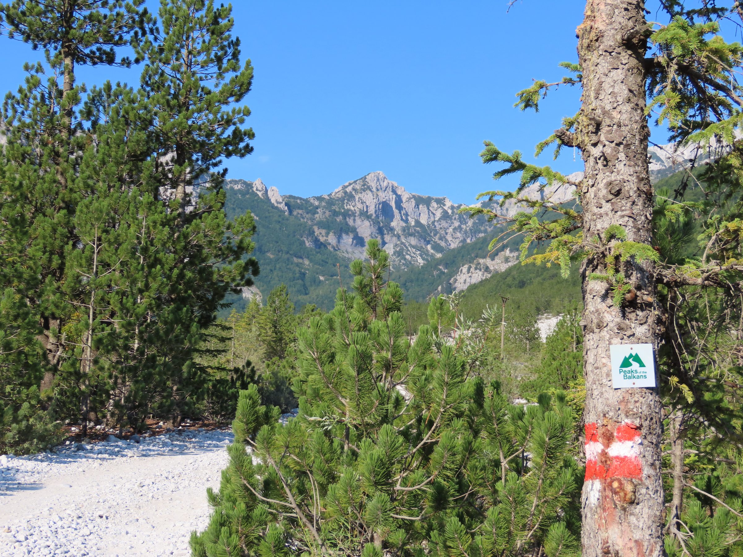 Rood / witte strepen op de bomen | Peaks of the Balkans Trail