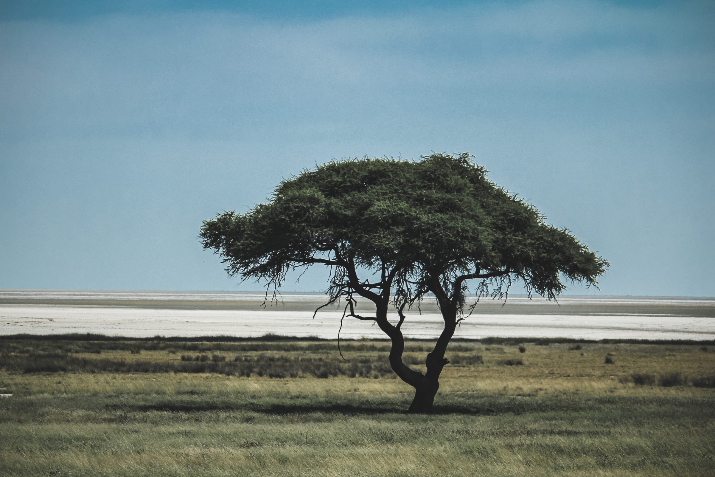 De grote zoutpan in Etosha National Park