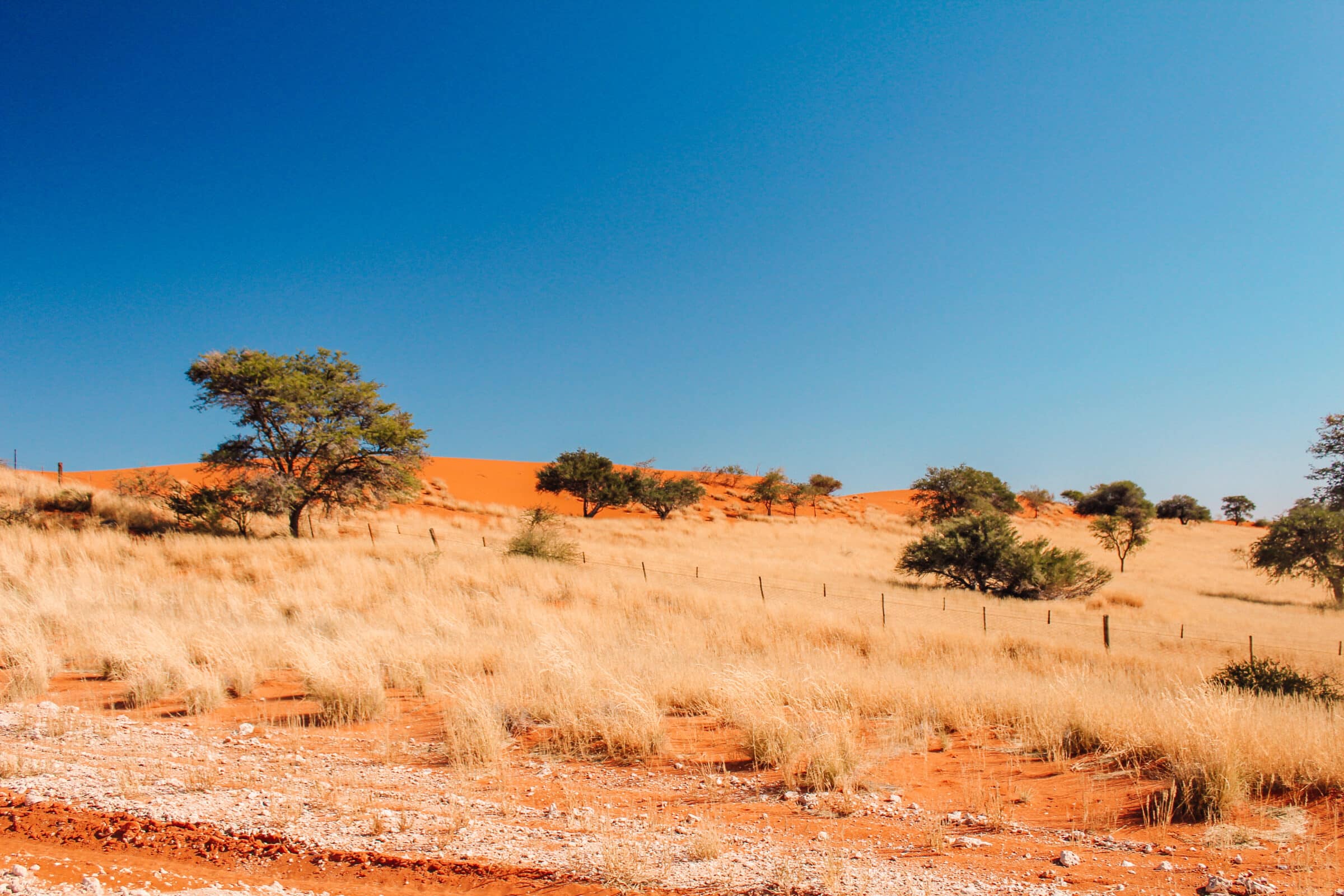 The famous orange sands of the Kalahari desert