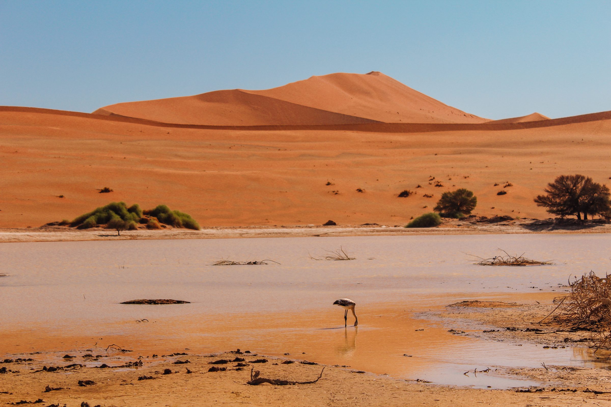Las dunas de arena en Sossusvlei | Parque Nacional Namib-Naukluft