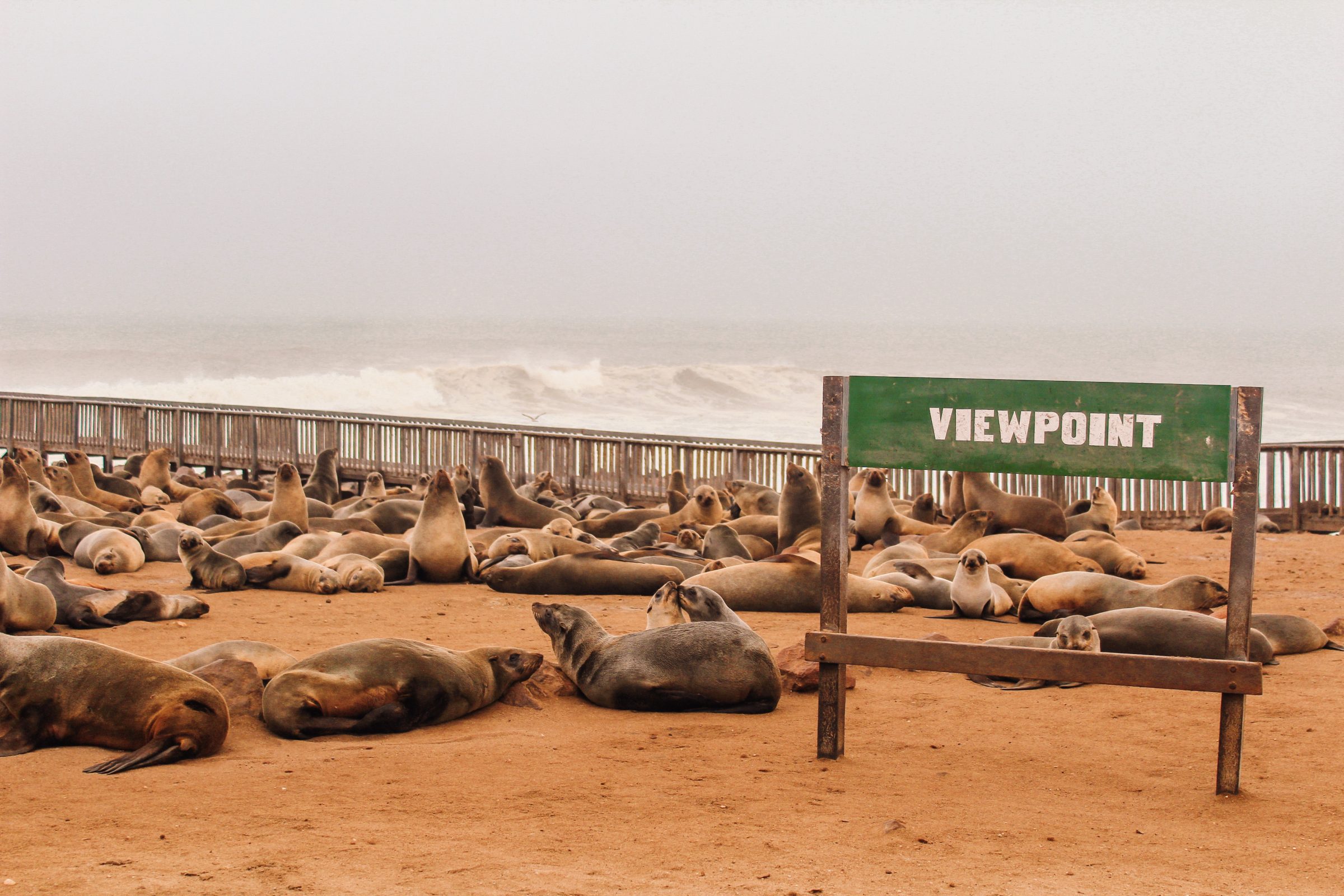 Zeehonden bij Cape Cross Seal Reserve