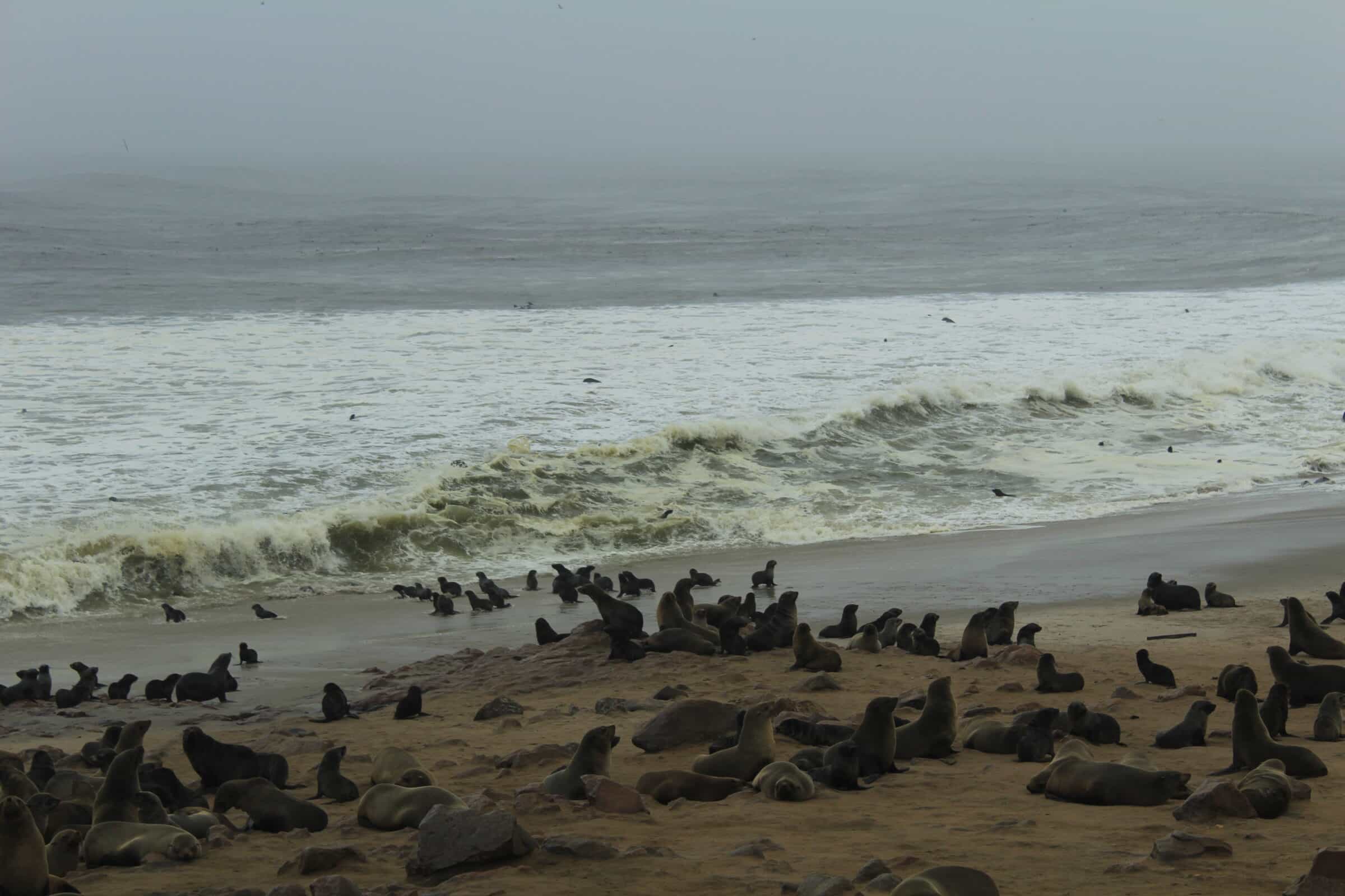 Skeleton Coast National Park wordt bewoond door de pelsrobben 