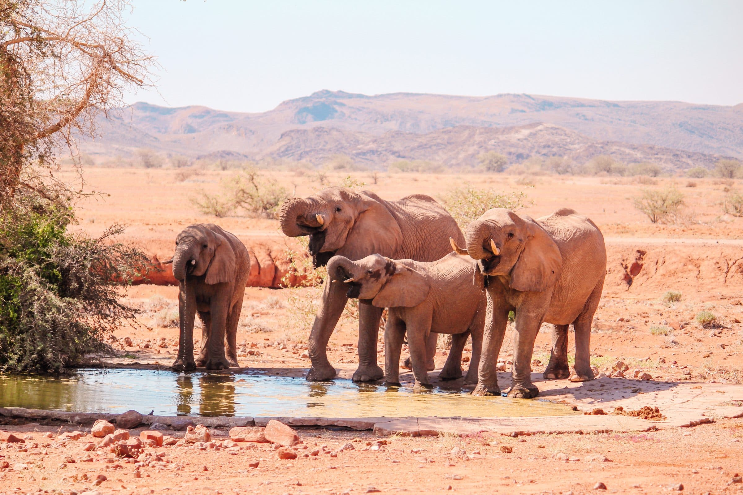 Twyfelfontein | Woestijnolifanten die komen drinken bij de waterplas voor de lodge