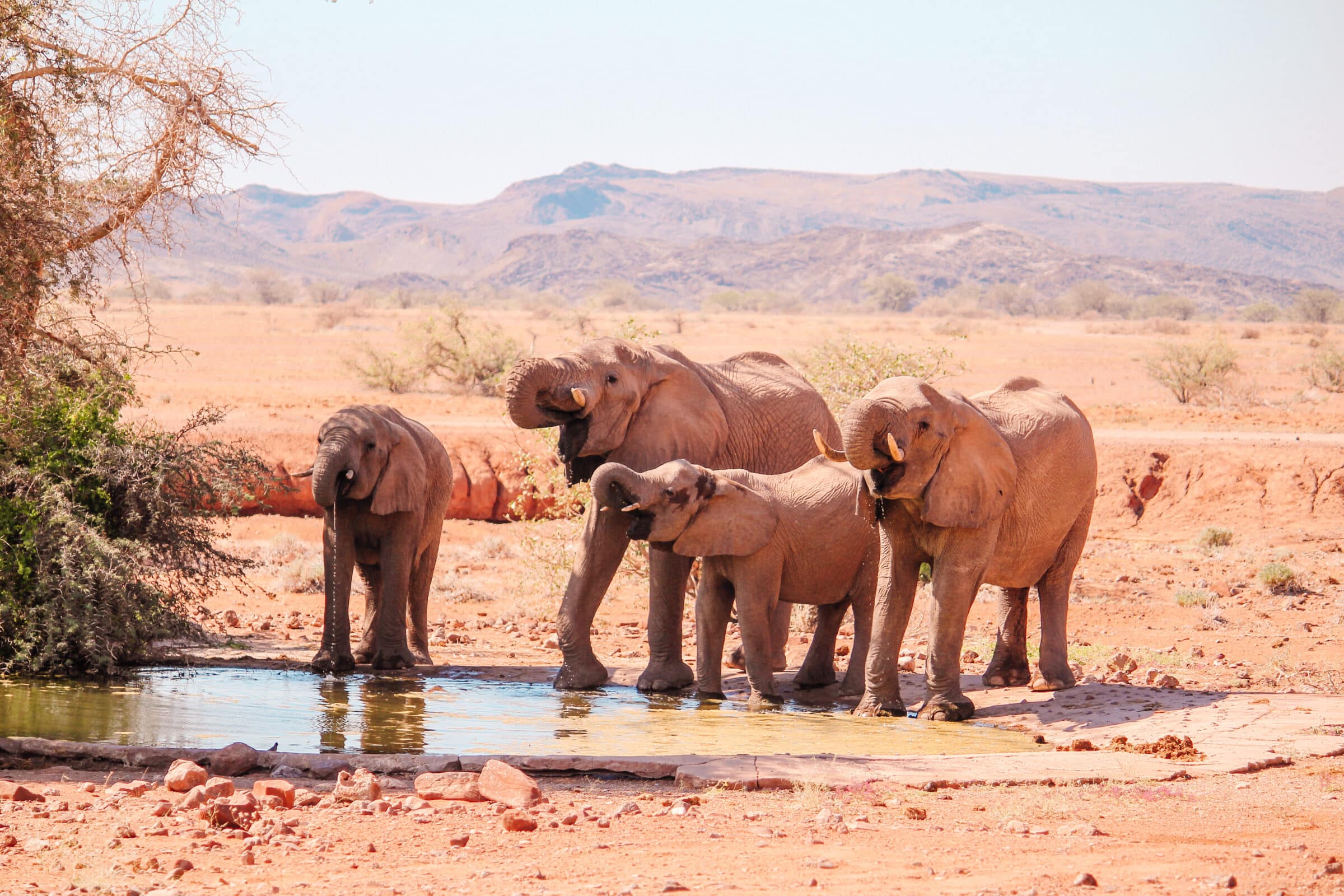 Twyfelfontein | Desert elephants that come to drink at the pond in front of the lodge