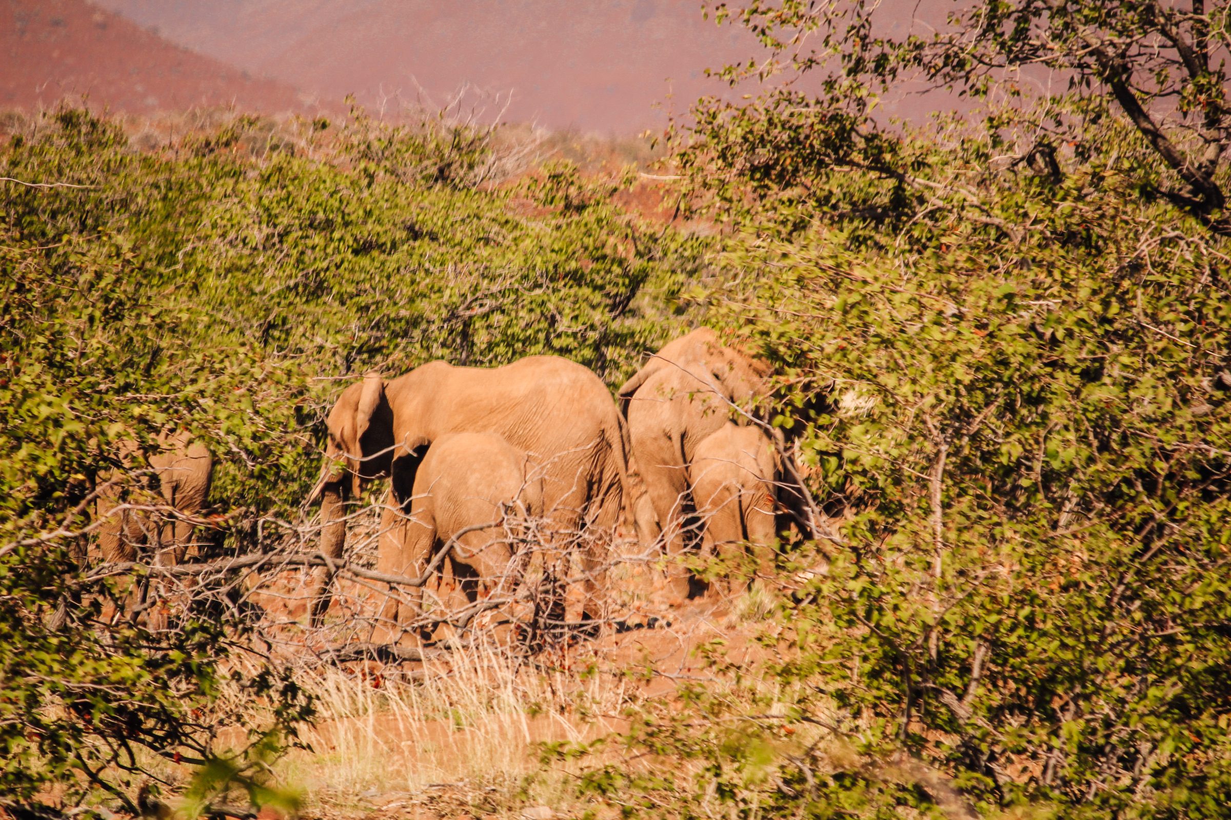 Palmwag | Woestijn olifanten