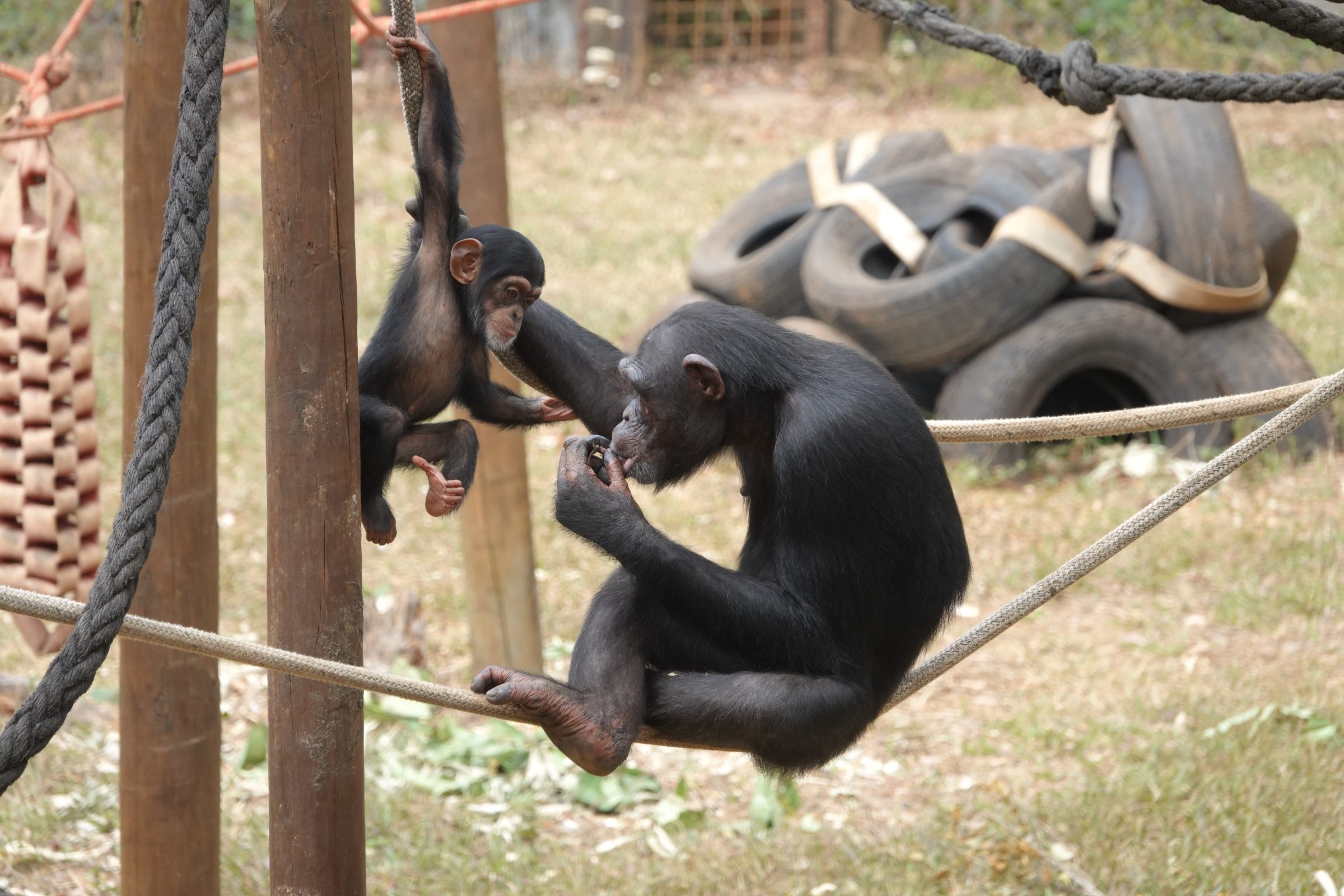 遊び場で | 写真 遊び場でタクガマ チンパンジー サンクチュアリ