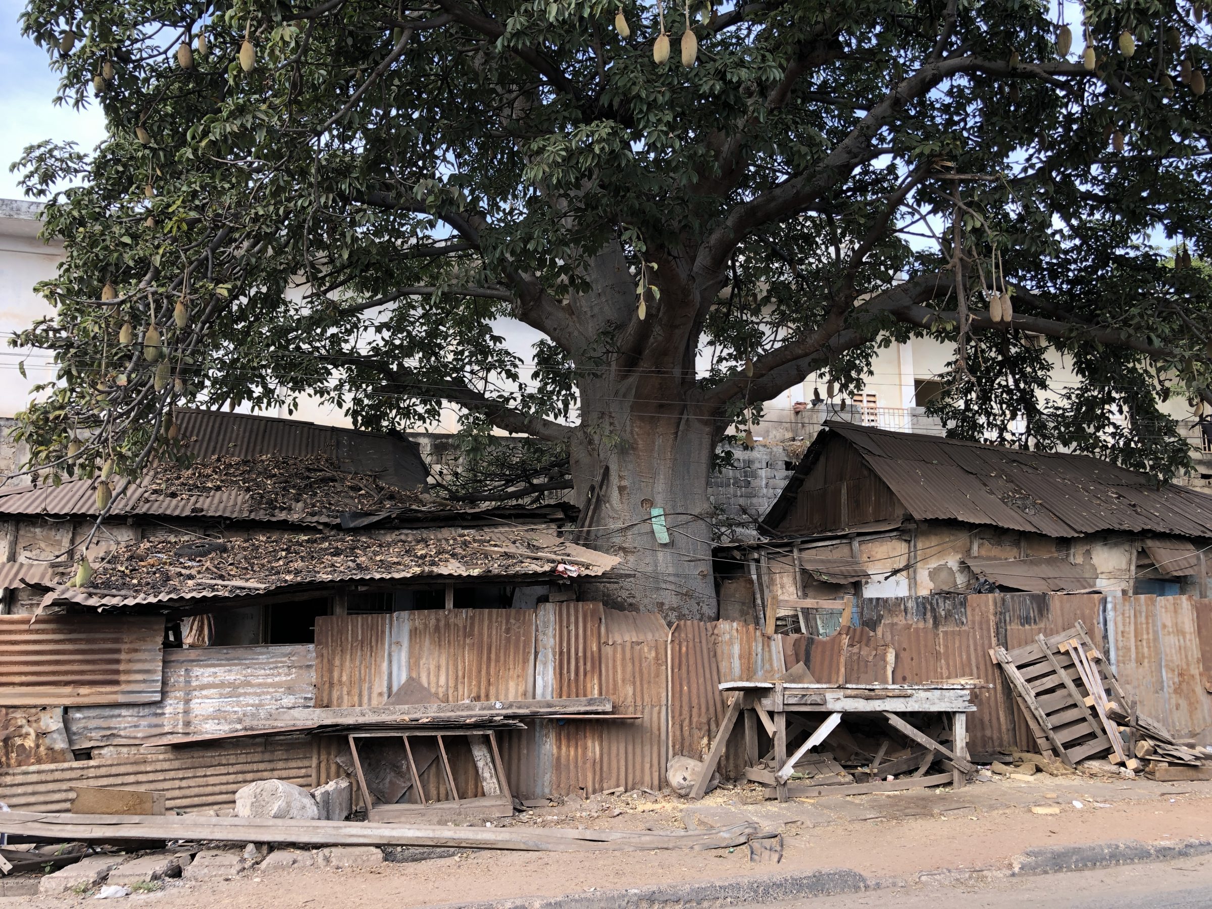 Ingebouwde baobab boom in Gambia
