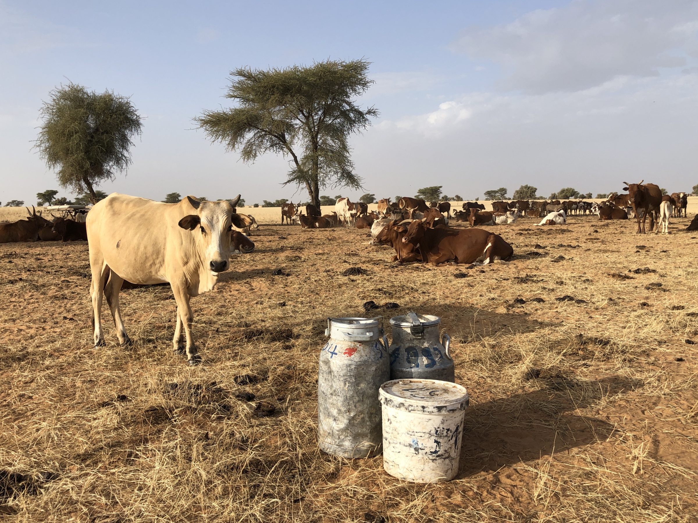Koeien en Melkbussen | Overlanden in Mauritanië