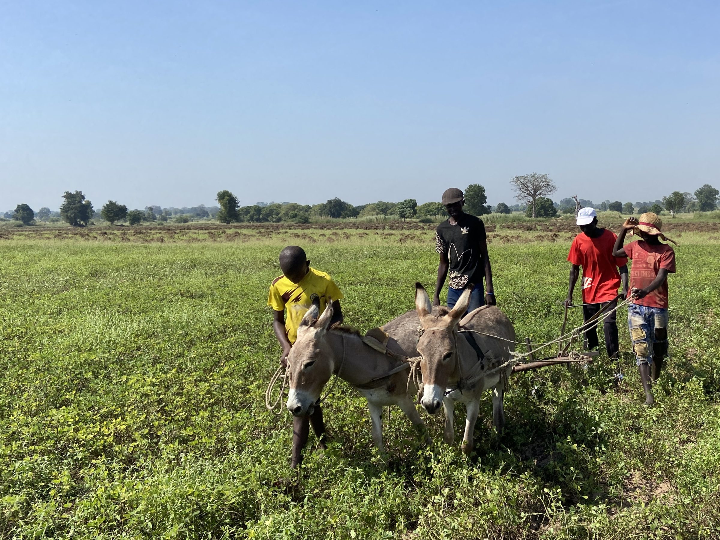 Met ezels de pindaplant lostrekken | Pinda plantage in Gambia