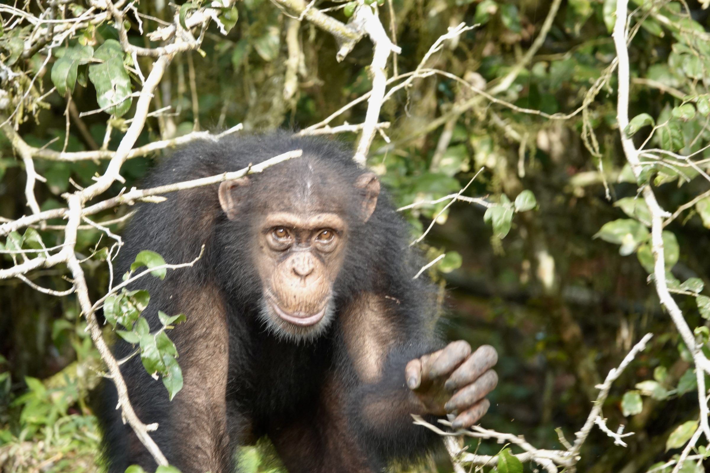 Oplettende chimpansee | National Parc Tai