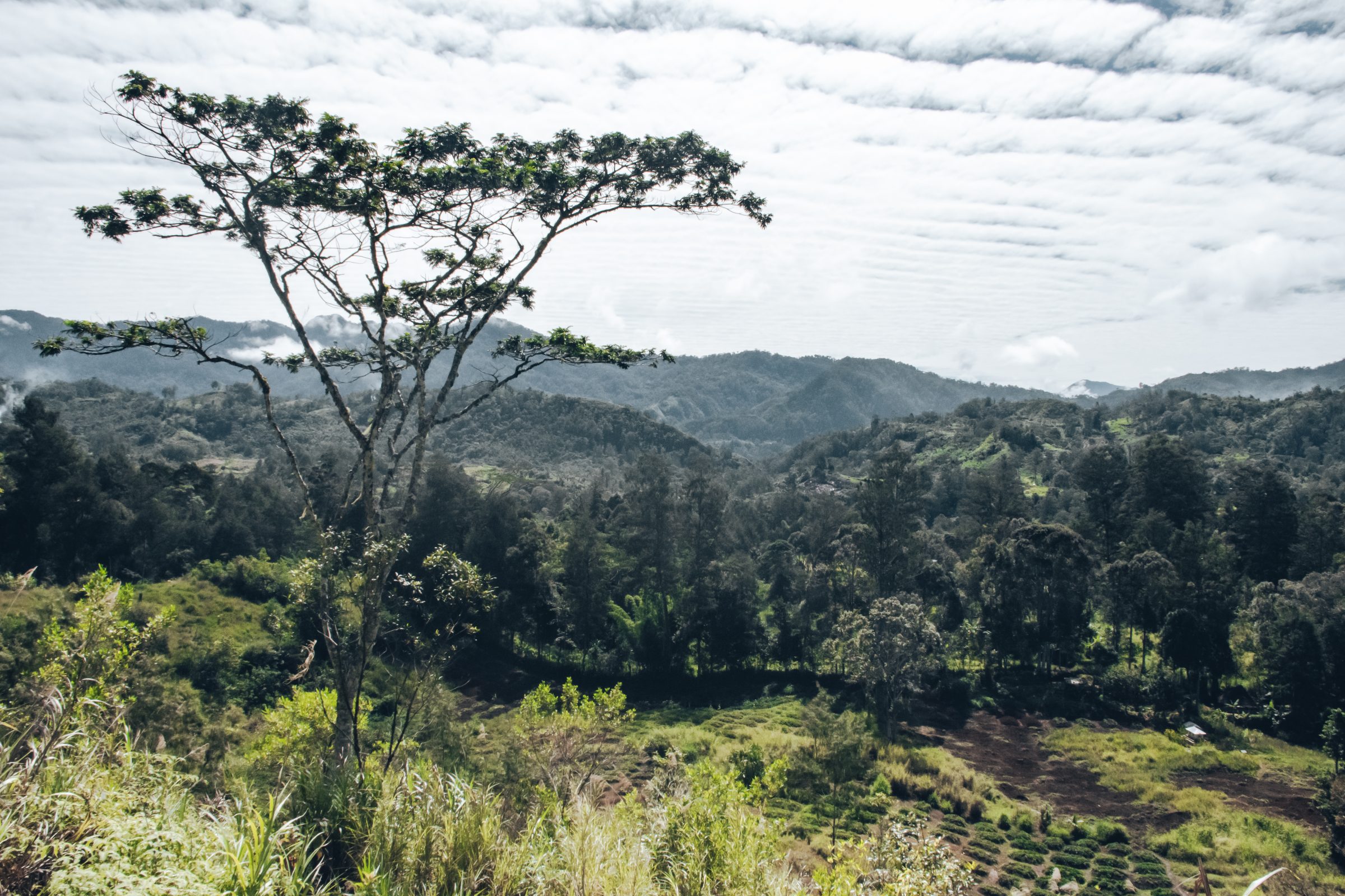 Onderweg naar Tari rijden we door de prachtige groene wereld van Papoea-Nieuw-Guinea.