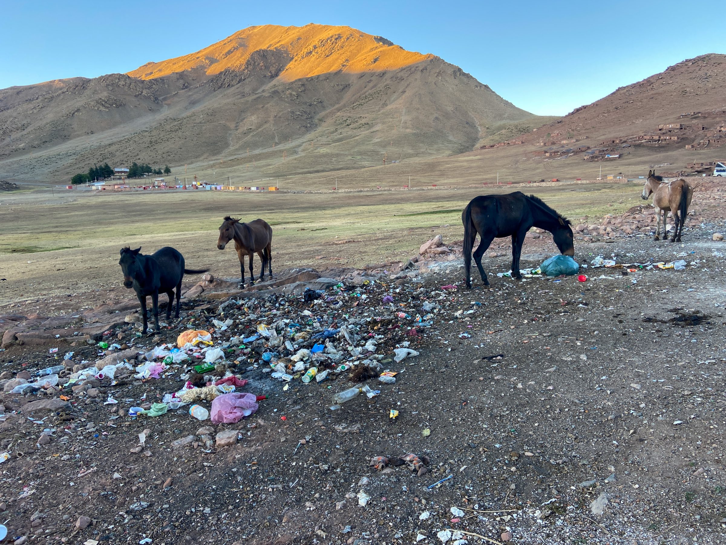 De paarden kijken of er nog iets tussen het vuil zit | Op weg naar het Atlasgebergte