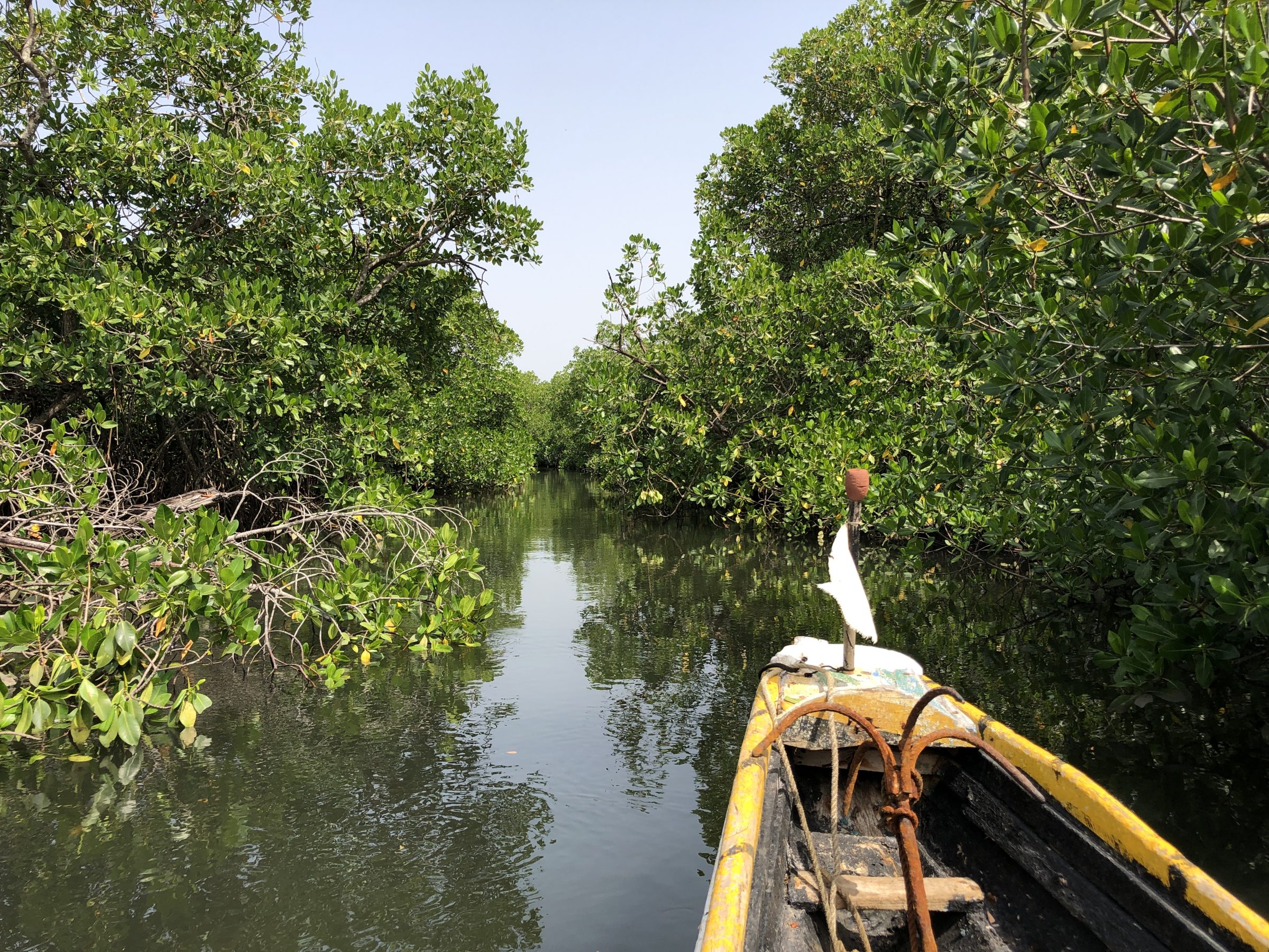 Peddelen door de mangrove-bossen | Overlanden in Senegal