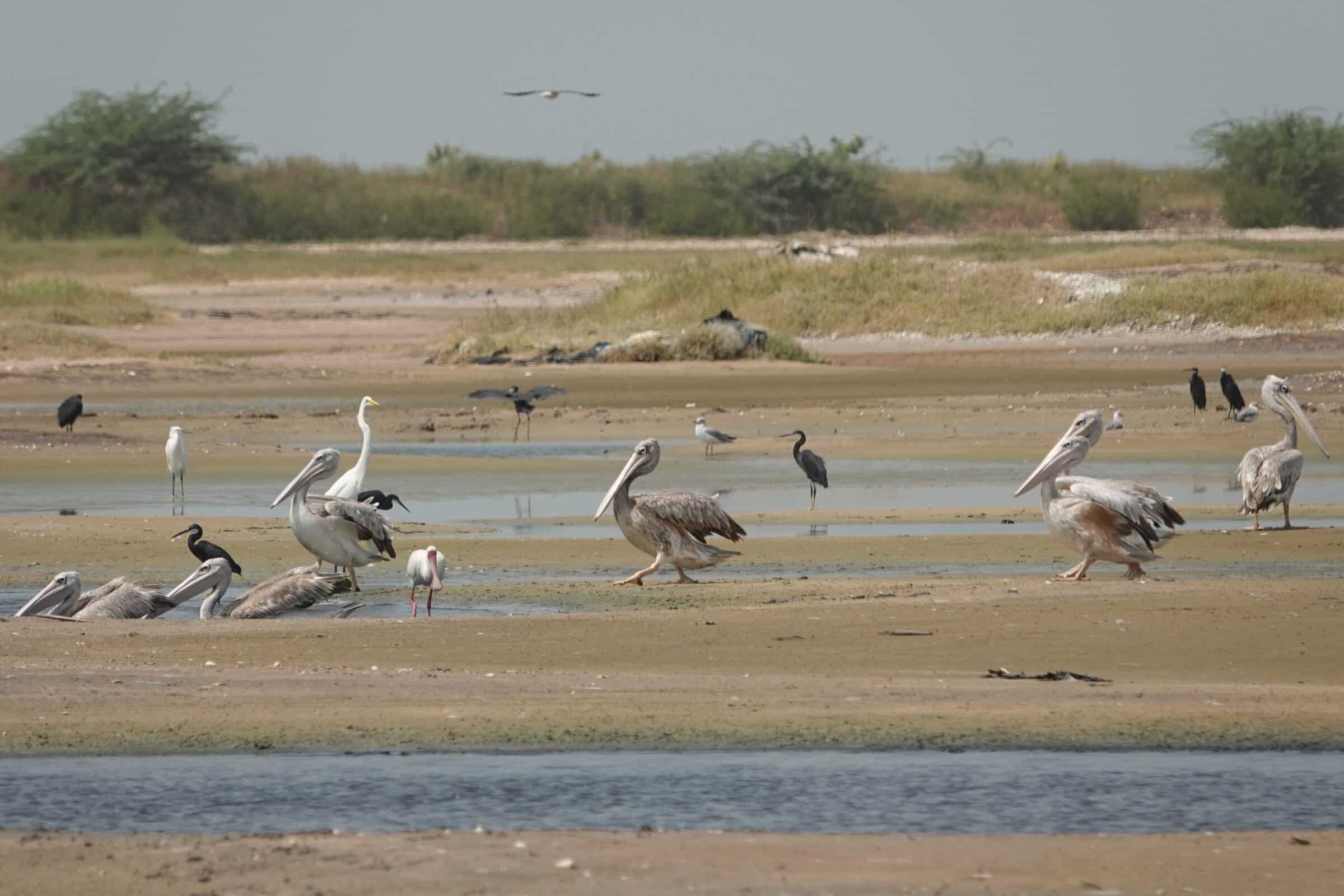 pelicans