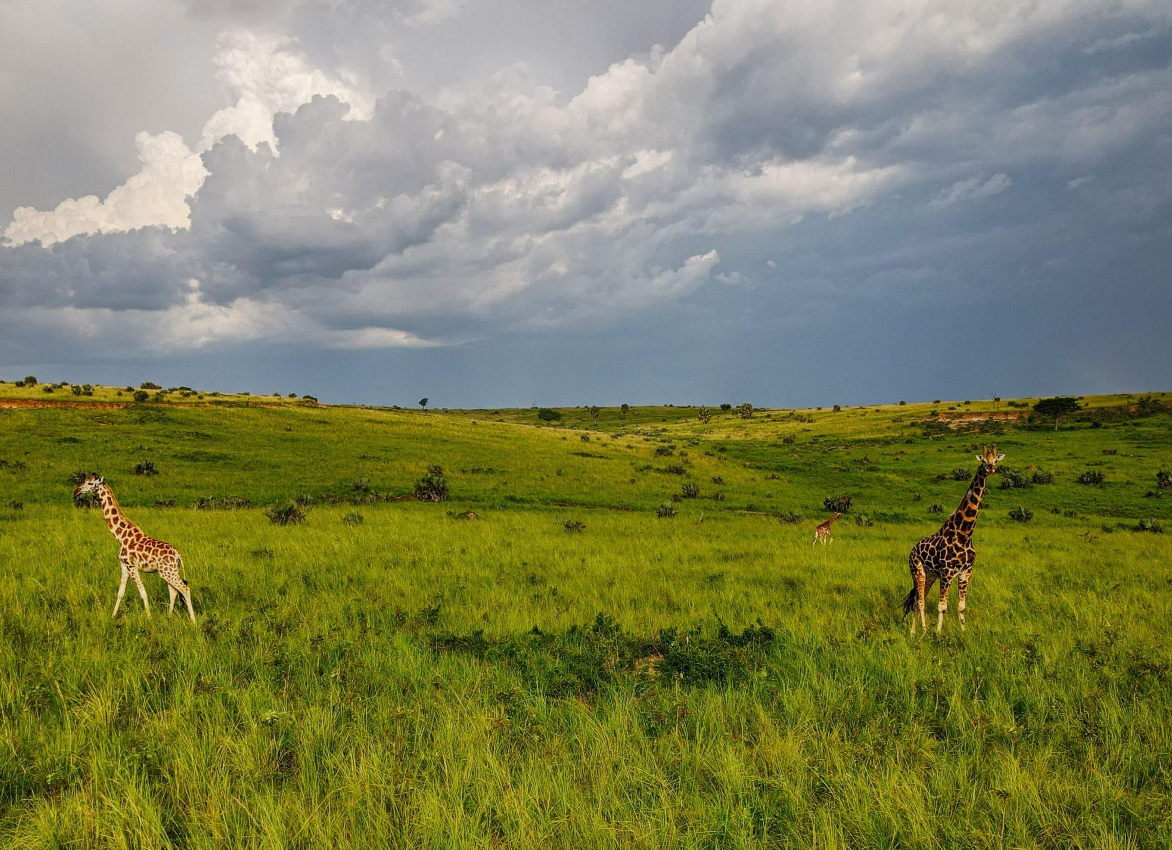 Enkele giraffes in Murchison Falls - Rechts een Rothschild Giraffe