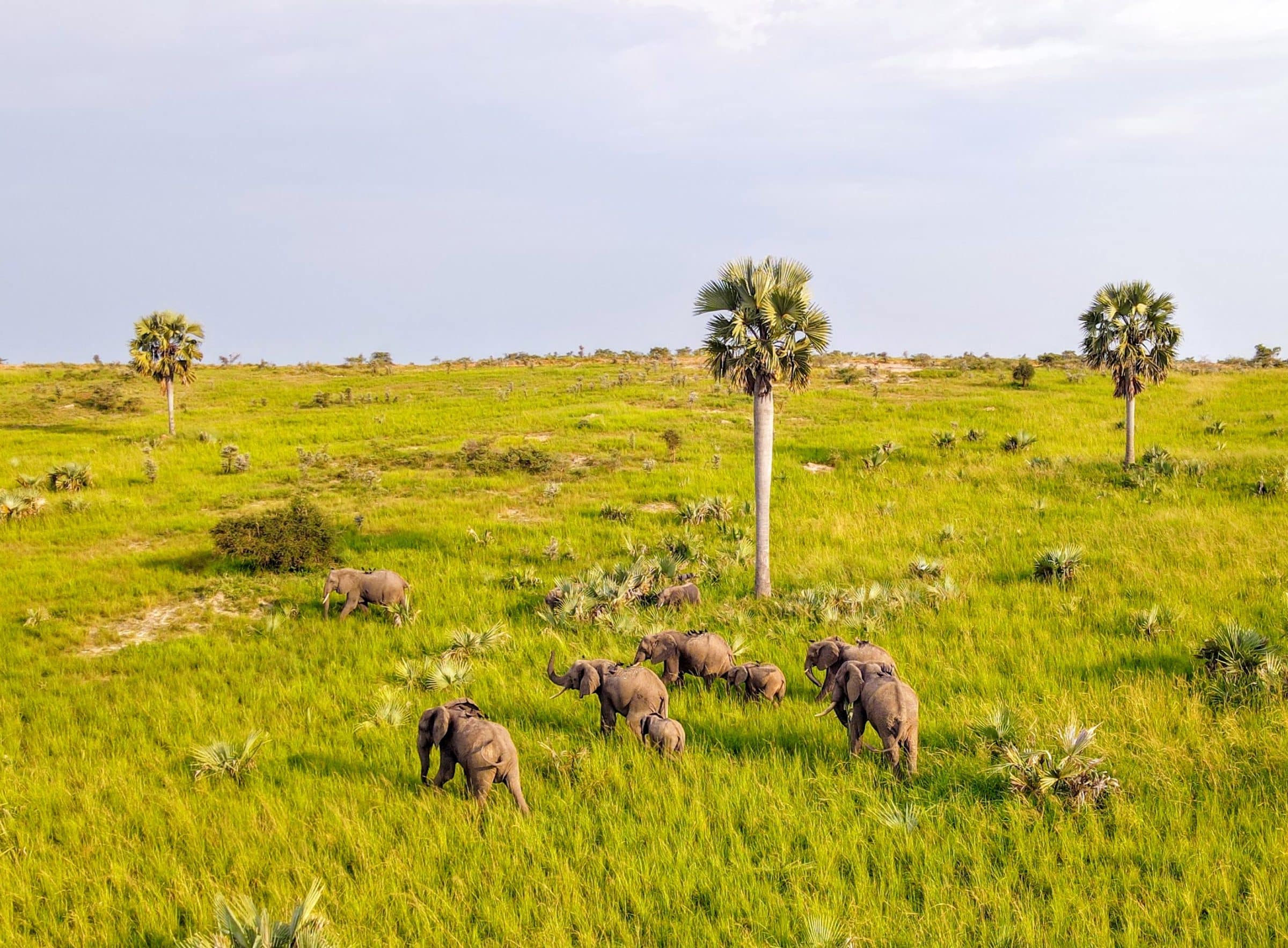 Olifanten vanuit de lucht gezien in Murchison NP