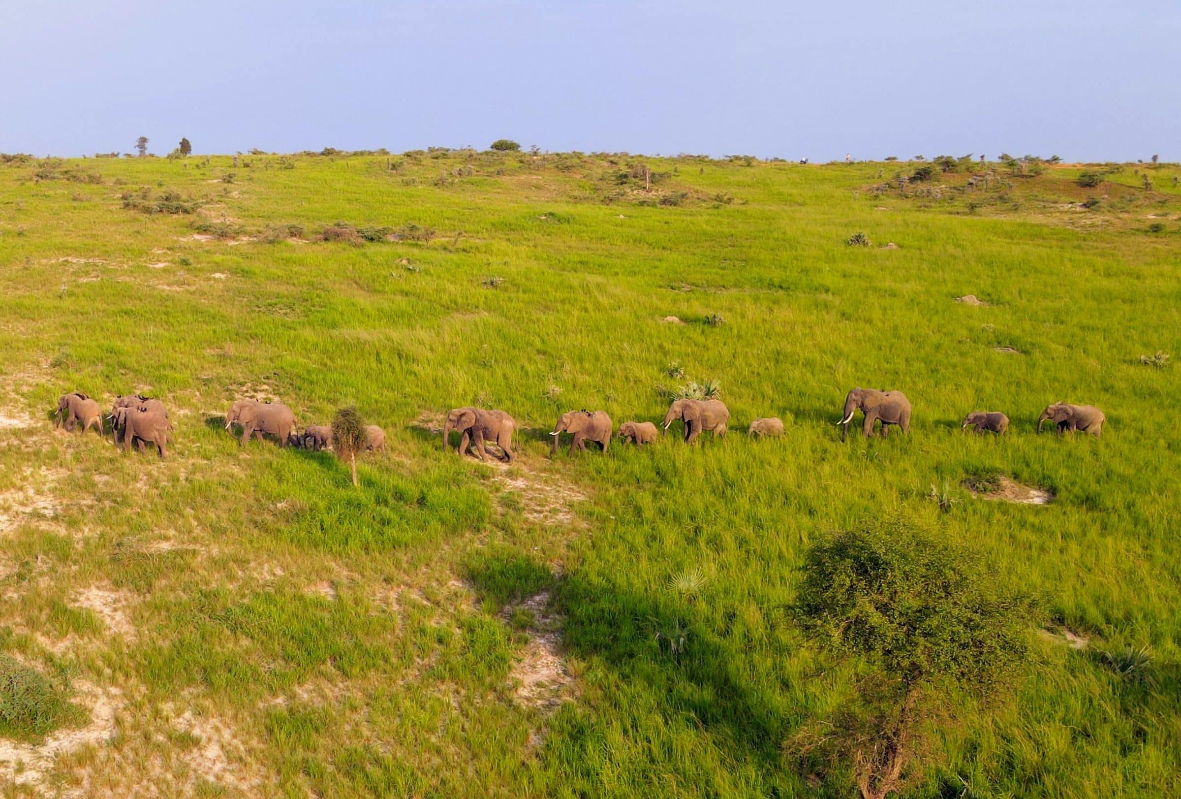 Een kudde olifanten aan de wandel in Murchison NP