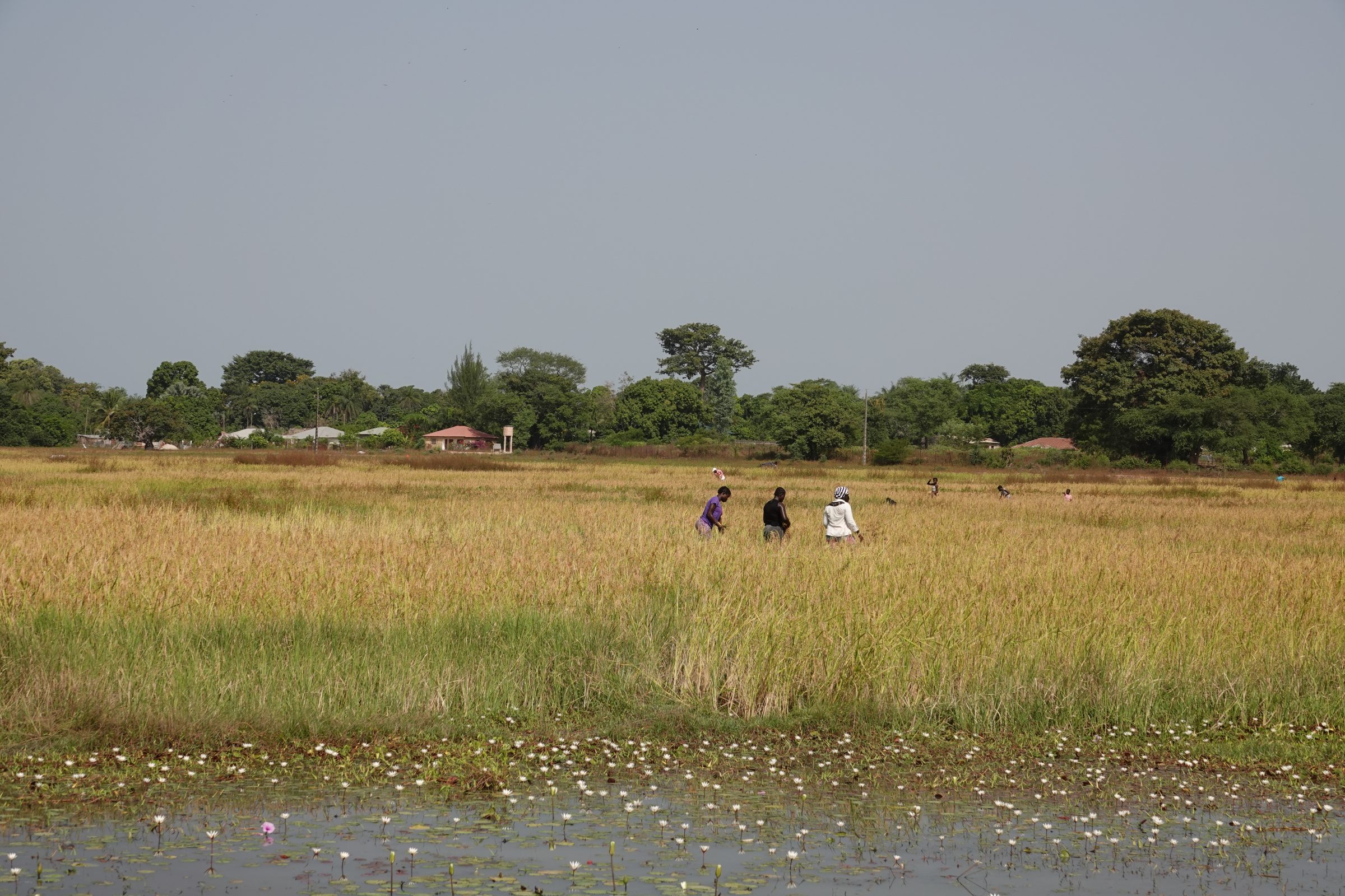 Rijstoogst | Overlanden in Senegal