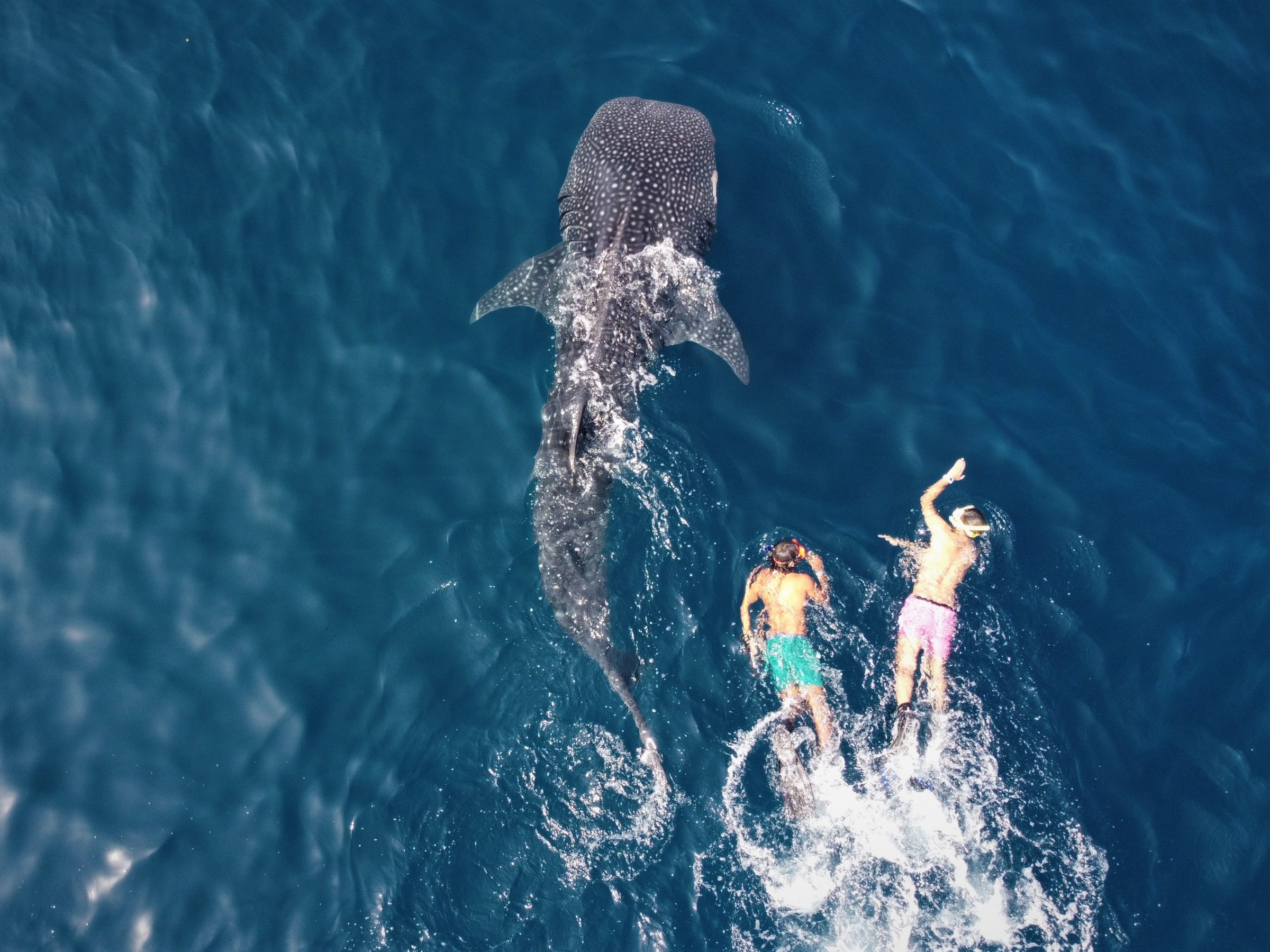 snorkeling with whale sharks off the coast of Muscat © MolaMola Diving Center