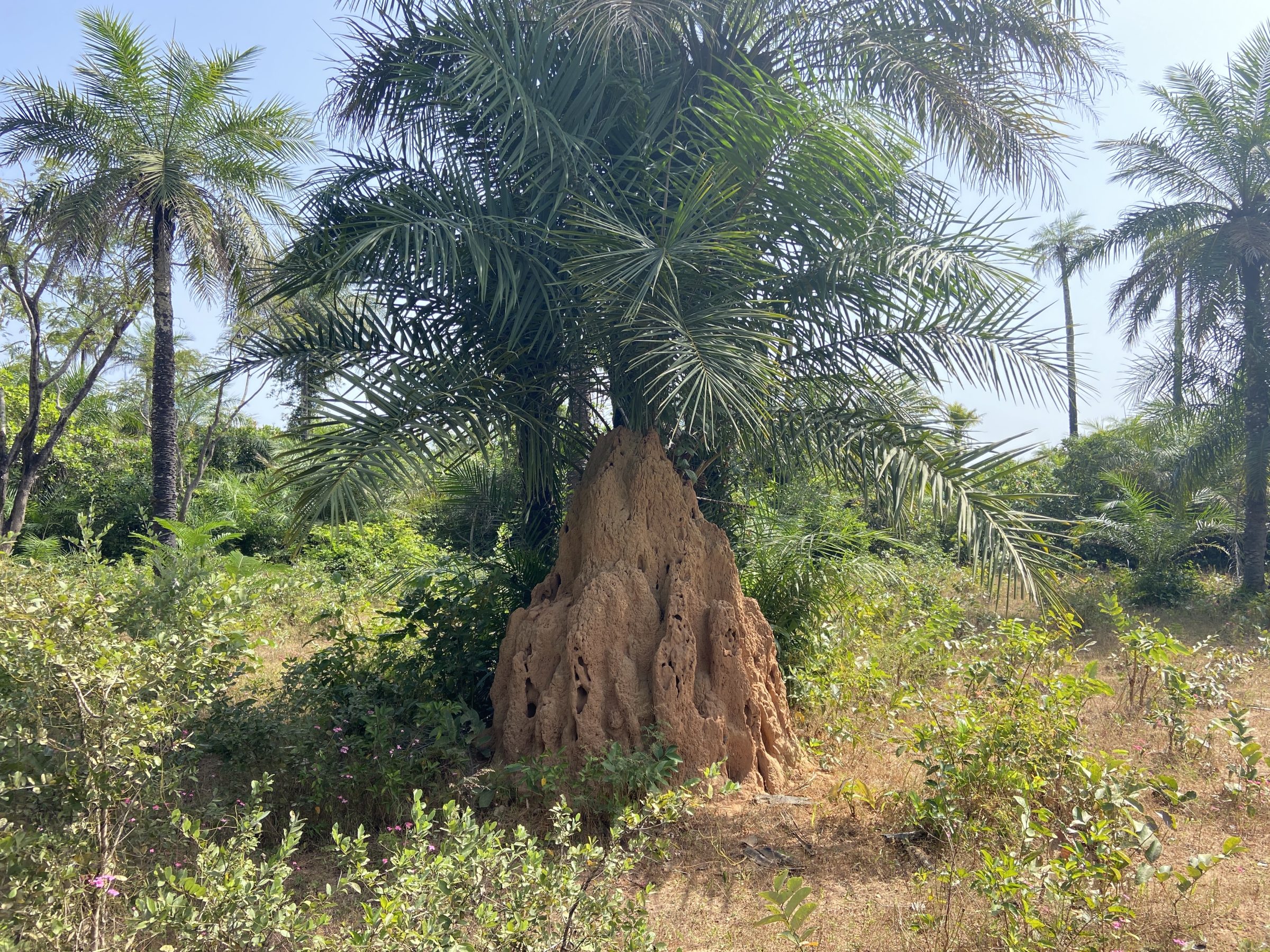 Termietenheuvel | Overlanden in Senegal